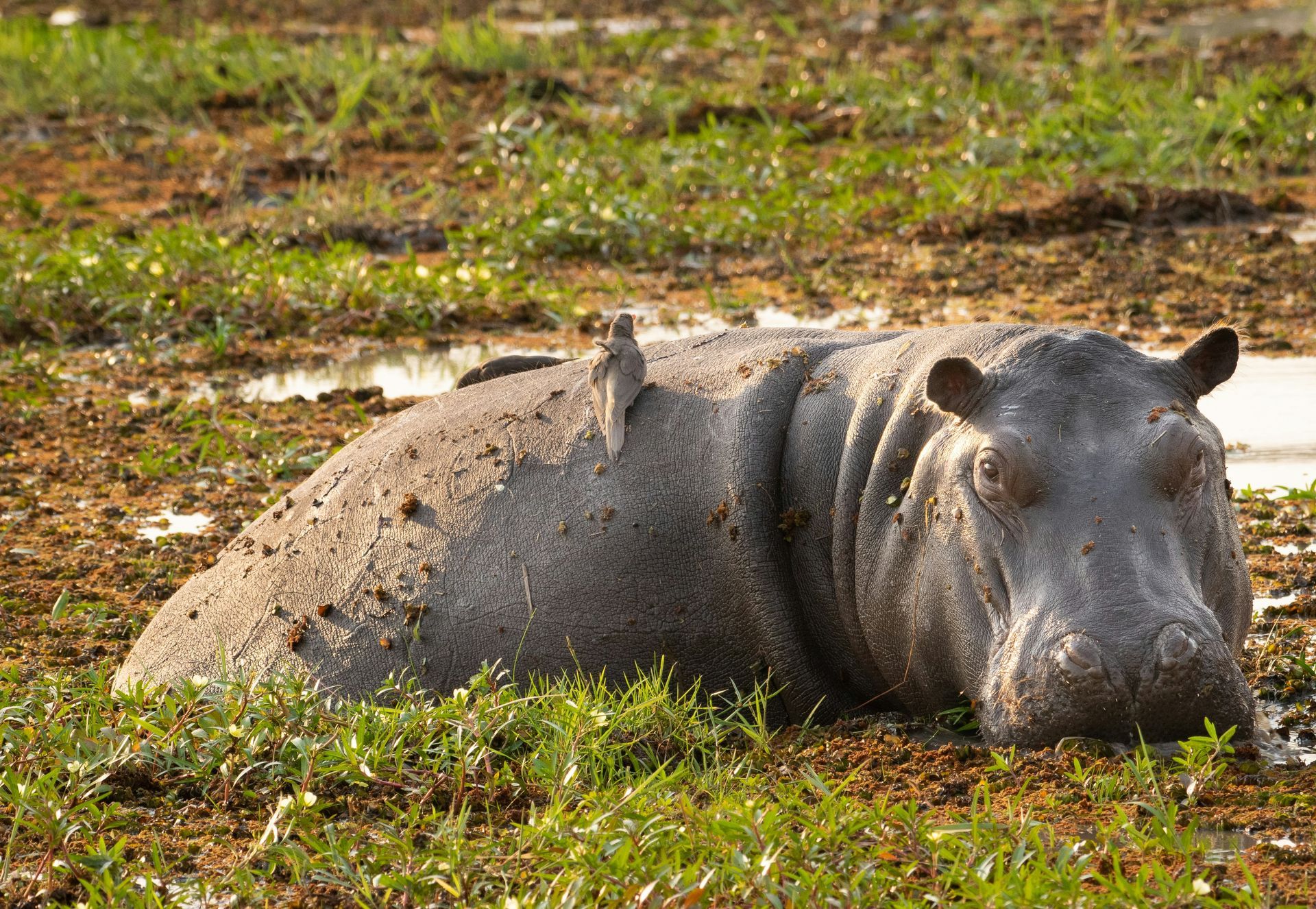 Hippopotamus in muddy marsh, a bird perched on its back at Moremi Game Reserve, Botswana.