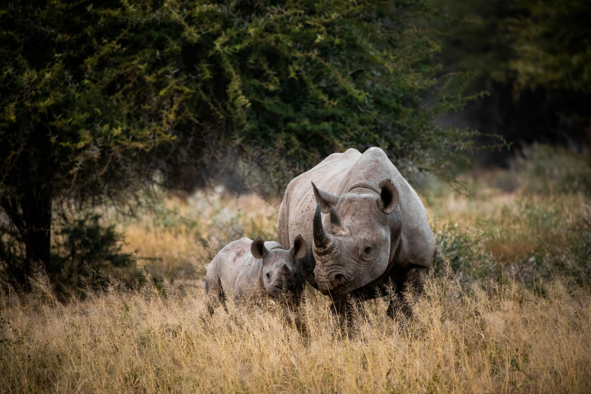 Black rhino mother and calf in tall grass, near a tree in Kruger National Park, South Africa.