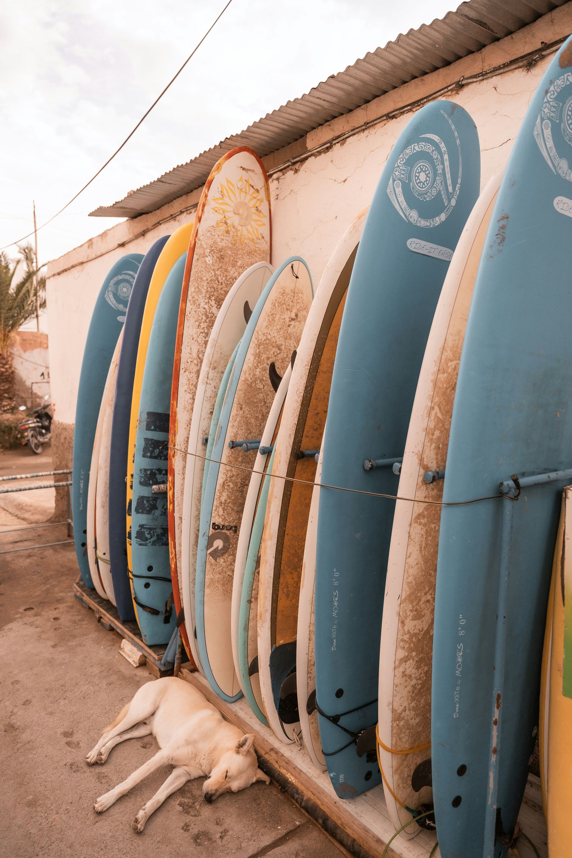 A dog is laying on the ground next to a row of surfboards in Taghazout, Morocco.