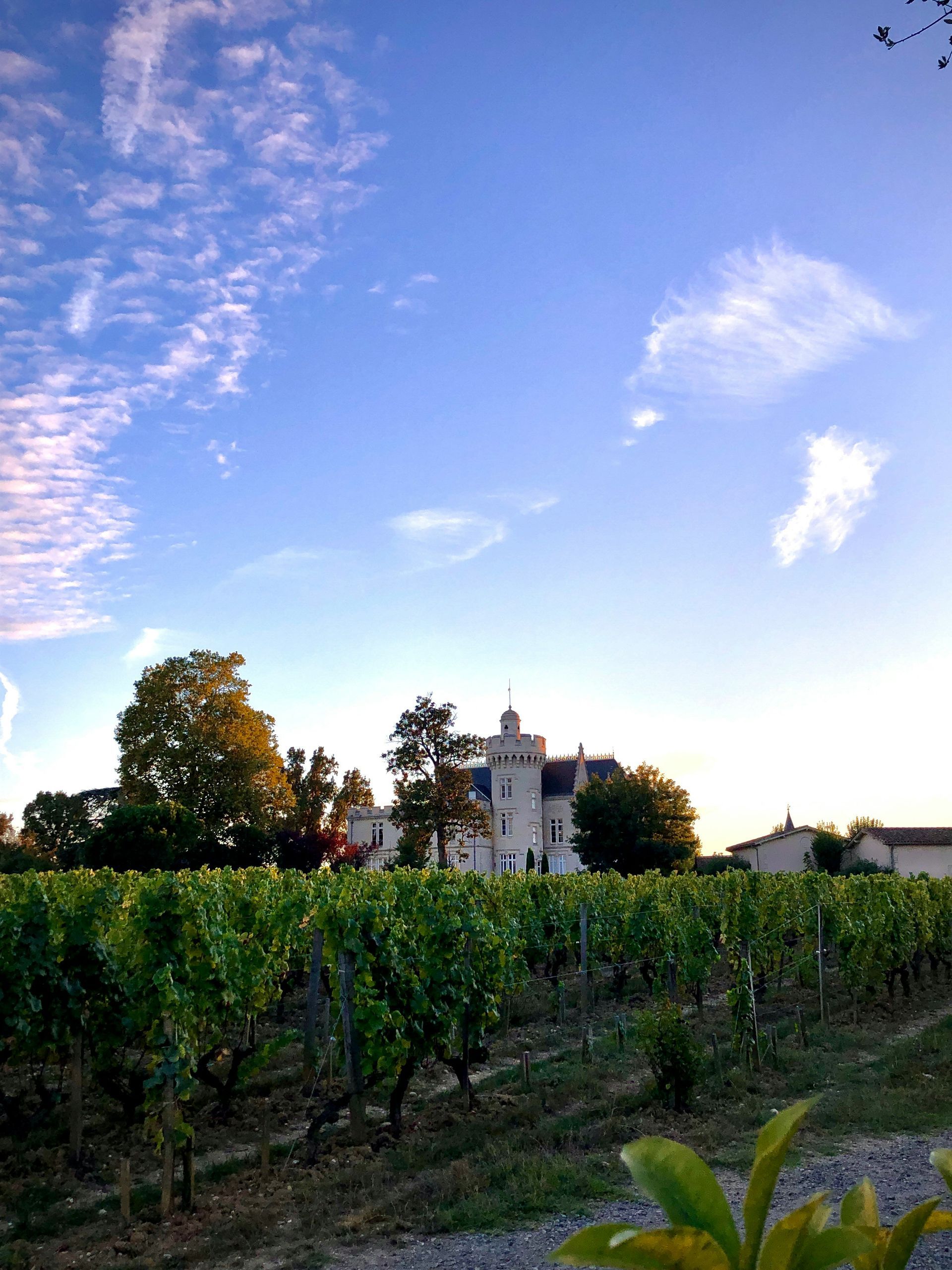 A vineyard with a castle in the background and a blue sky with clouds in Bordeaux, France.
