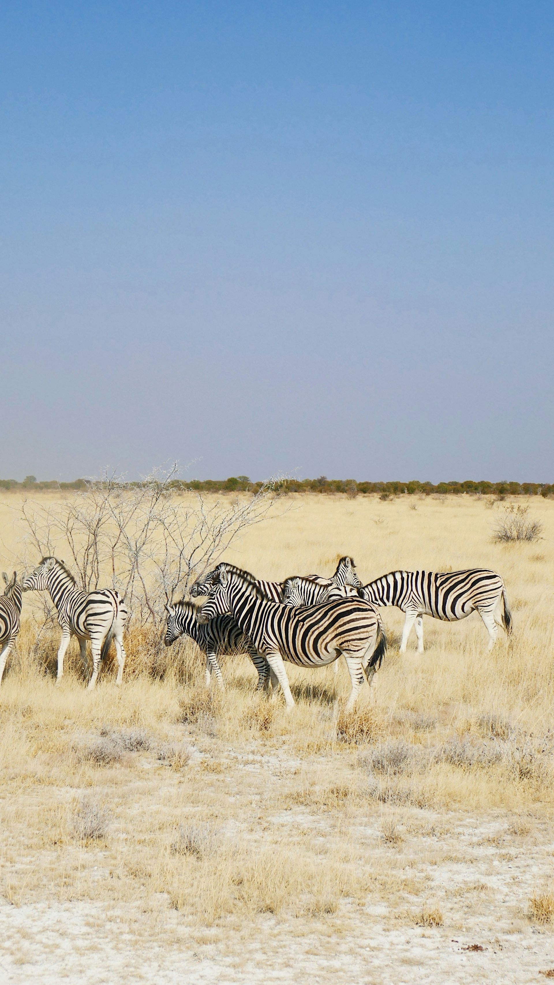 Zebras grazing in a dry, grassy savanna in Etosha National Park, Namibia.