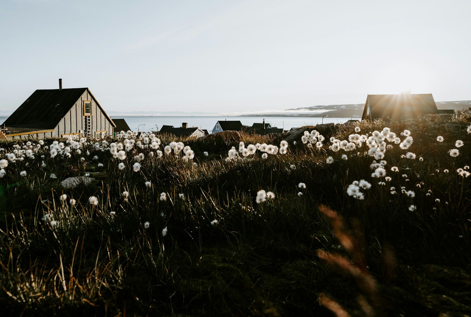 Houses and fluffy white flowers on a hillside overlooking the sea, lit by the setting sun in Ittoqqortoormiit, Greenland.