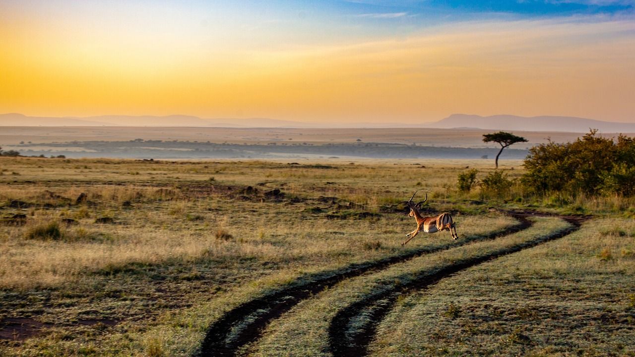 A gazelle is running down a dirt road in the savannah at sunset at Maasai Mara National Reserve in Kenya, Africa. 