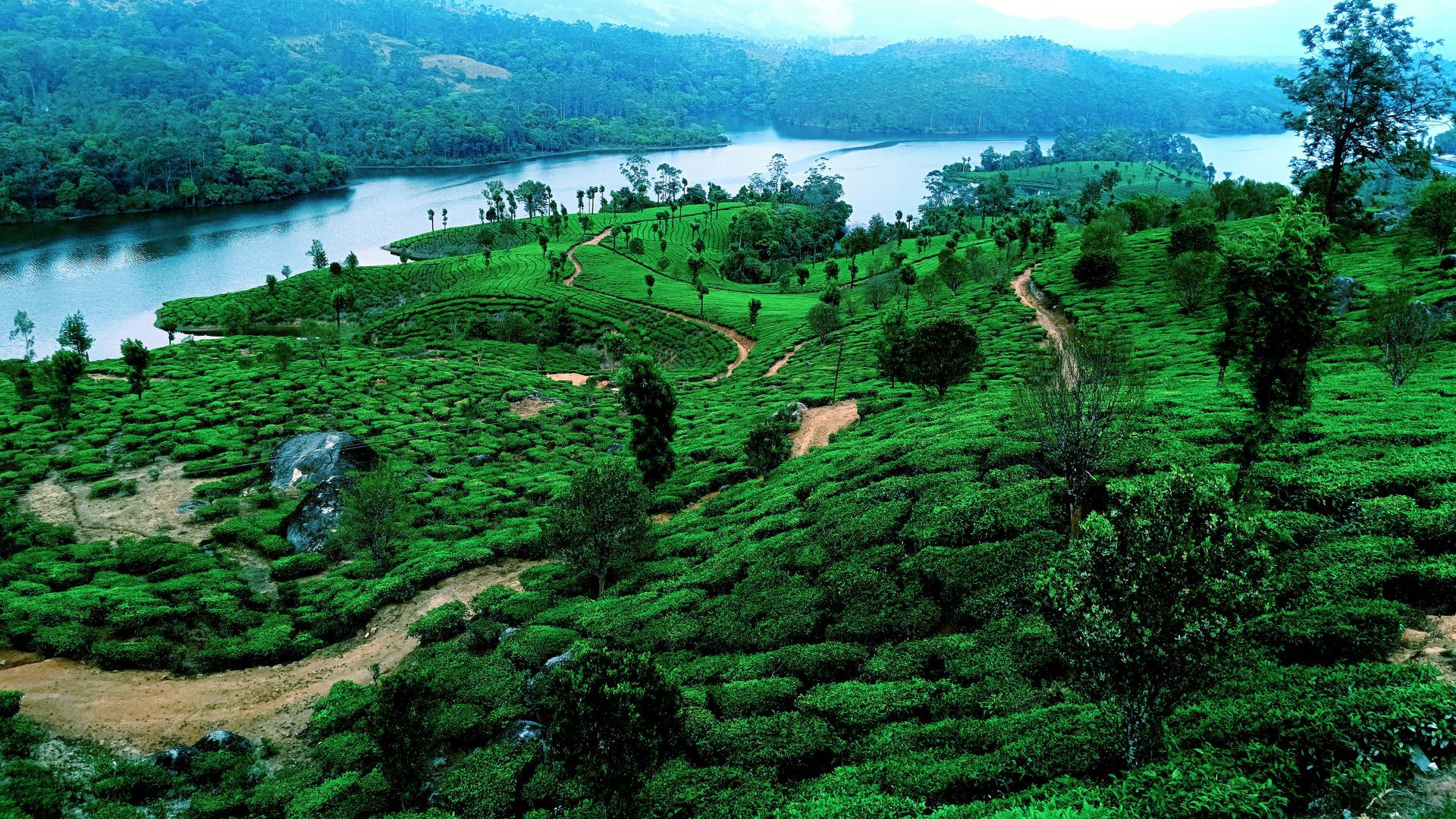 Green tea plantations and winding paths by a river in Kerala, India.