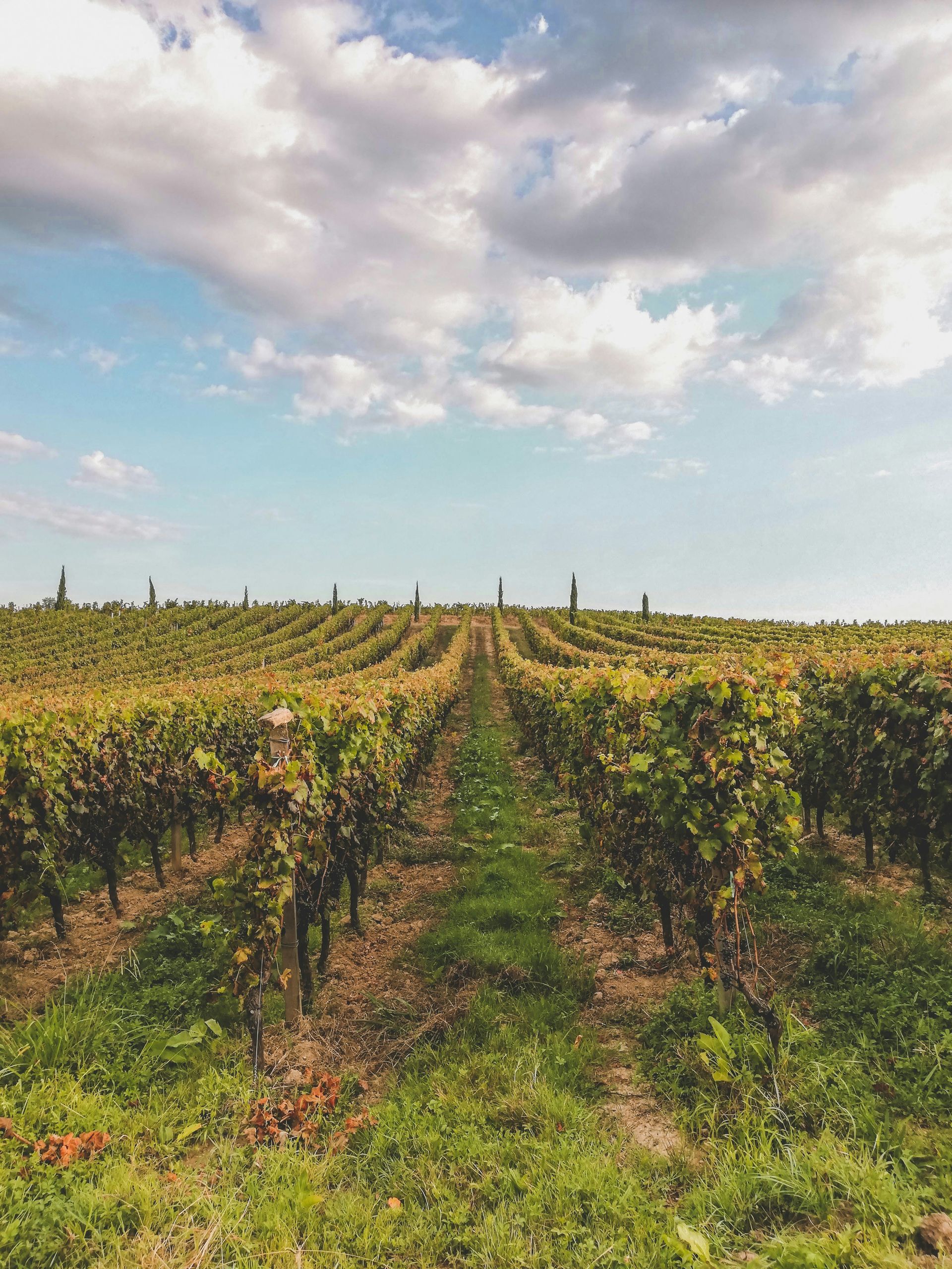 A row of vines growing in a field with a cloudy sky in the background in Bordeaux, France.