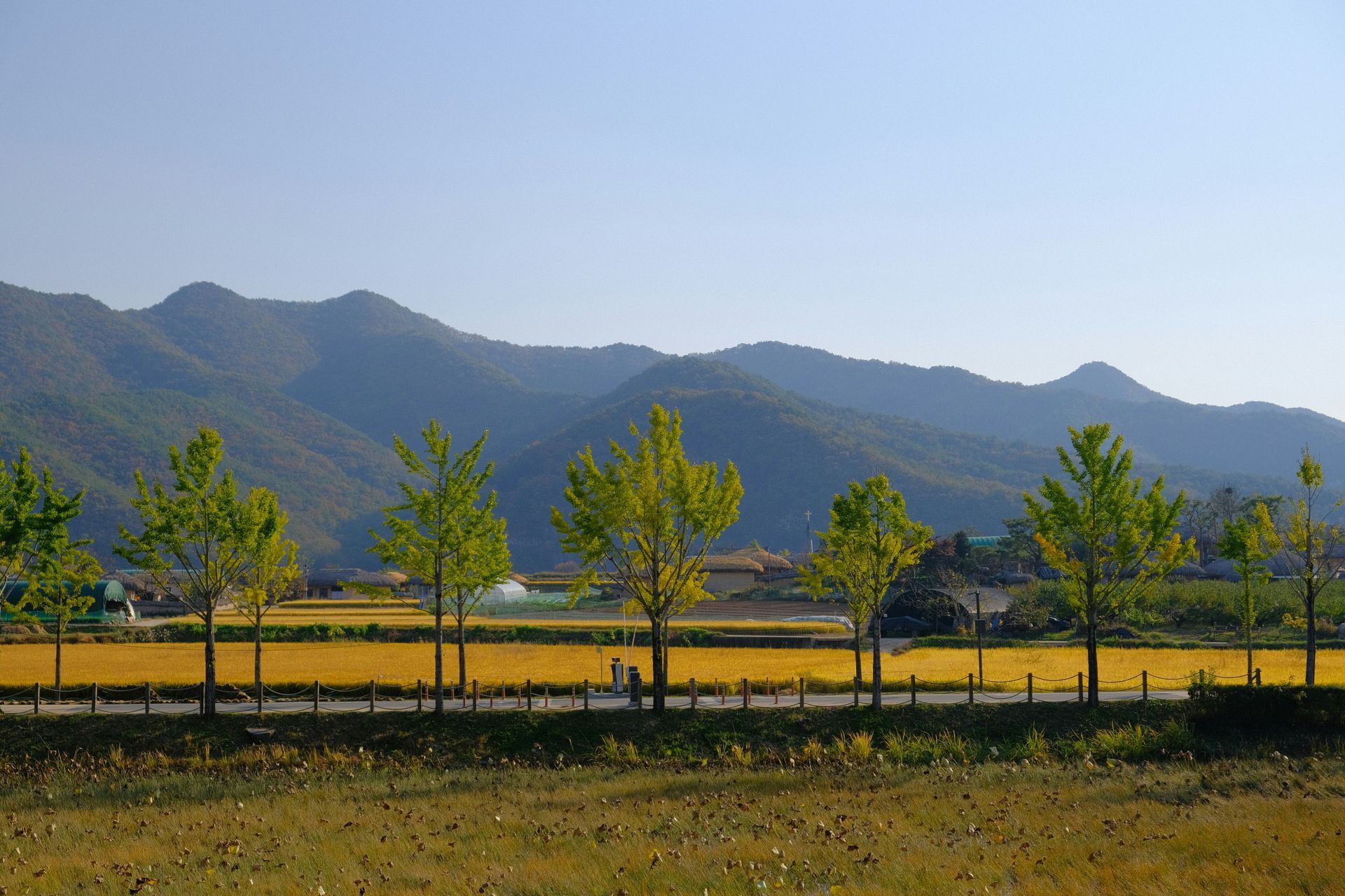 Line of trees along a road, a yellow field in front of Andong Hahoe Folk Village and a mountain range.