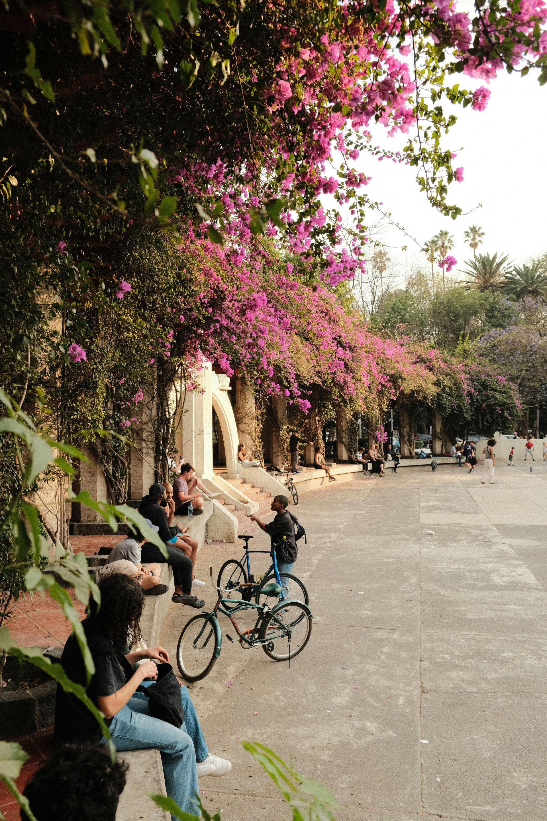 People relax under a canopy of pink flowers in a park. Bicycles are parked nearby in Mexico City.