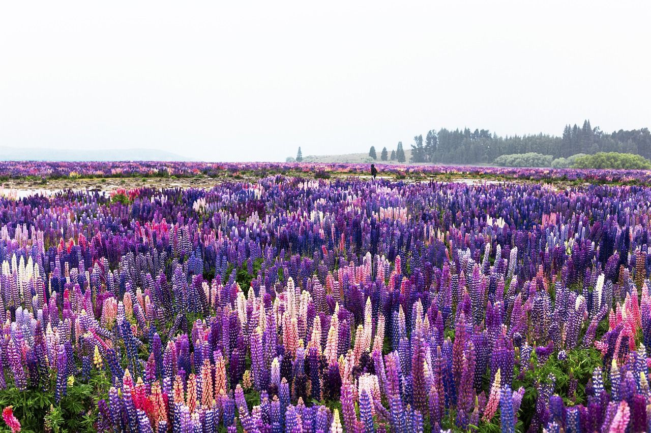 A field of lavender with trees in the background in New Zeland.