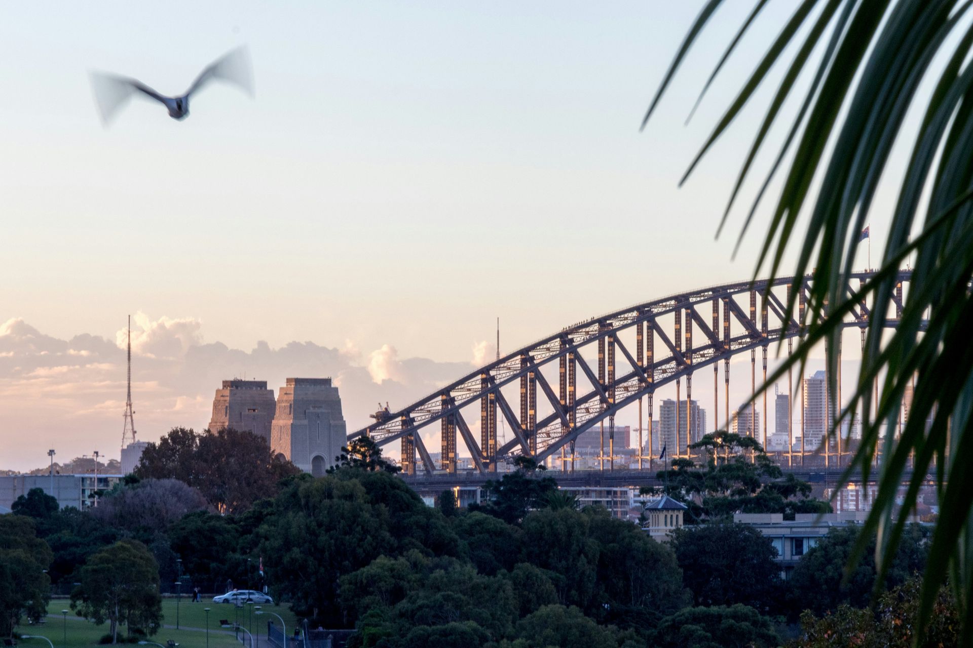 A bird is flying over the Sydney Harbor Bridge in Australia.