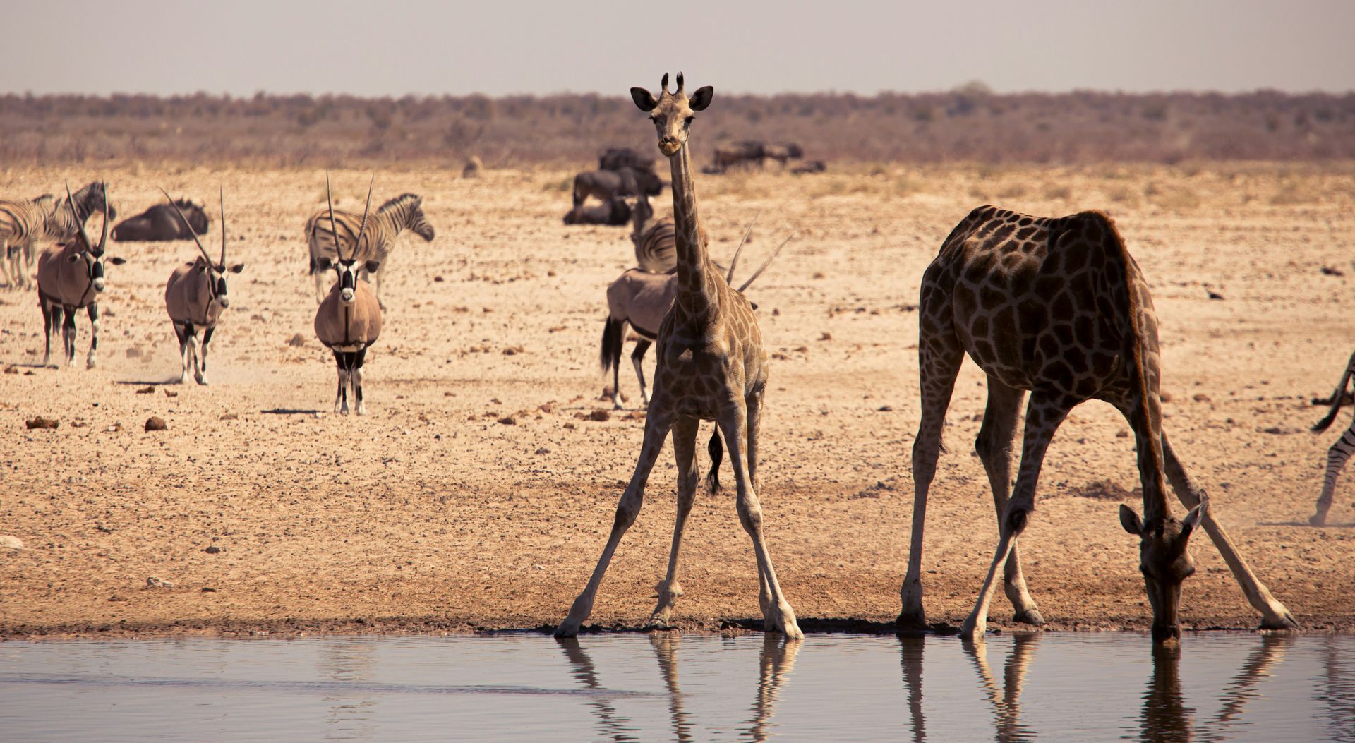 Giraffes and other animals drinking from a waterhole in a dry in Etosha National Park, Namibia.