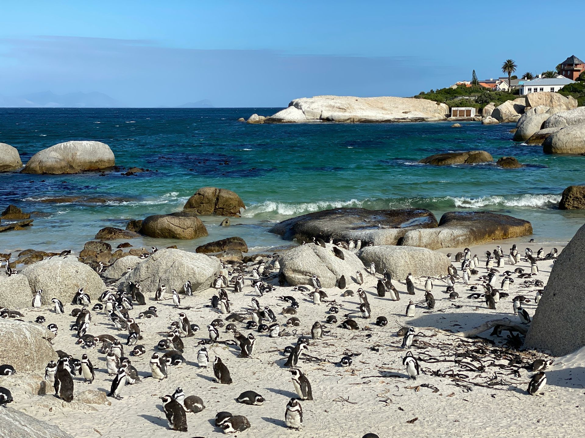 Penguins on Boulders Beach with turquoise water, rocks, and coastal buildings in South Africa.