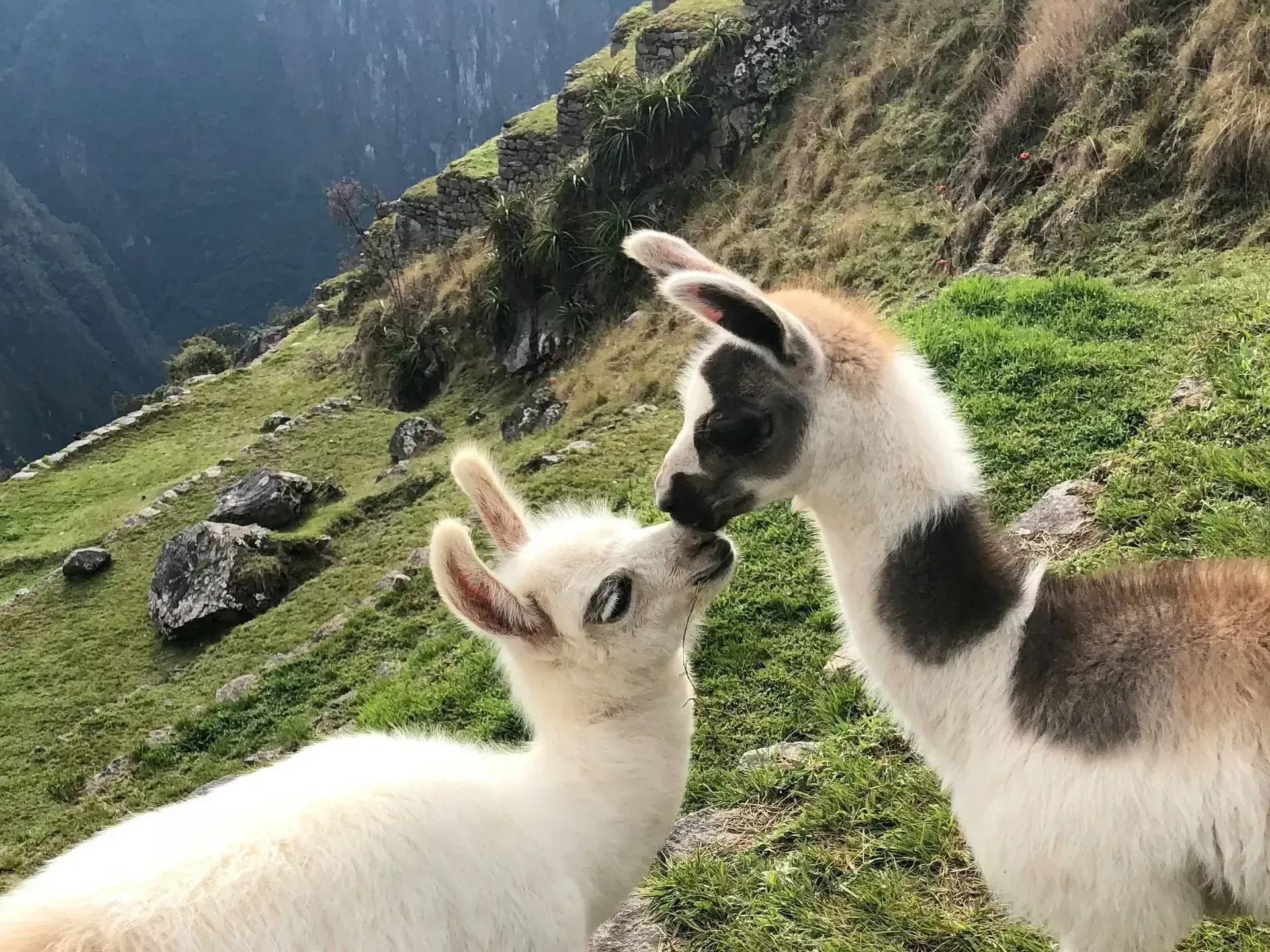 Two llamas are standing next to each other in the Sacred Valley, Peru.