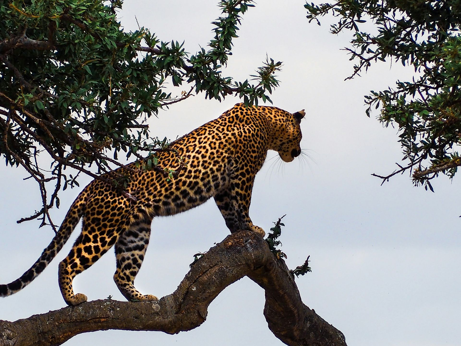 Leopard perched on a tree branch, spotted coat in Maasai Mara National Reserve, Kenya.