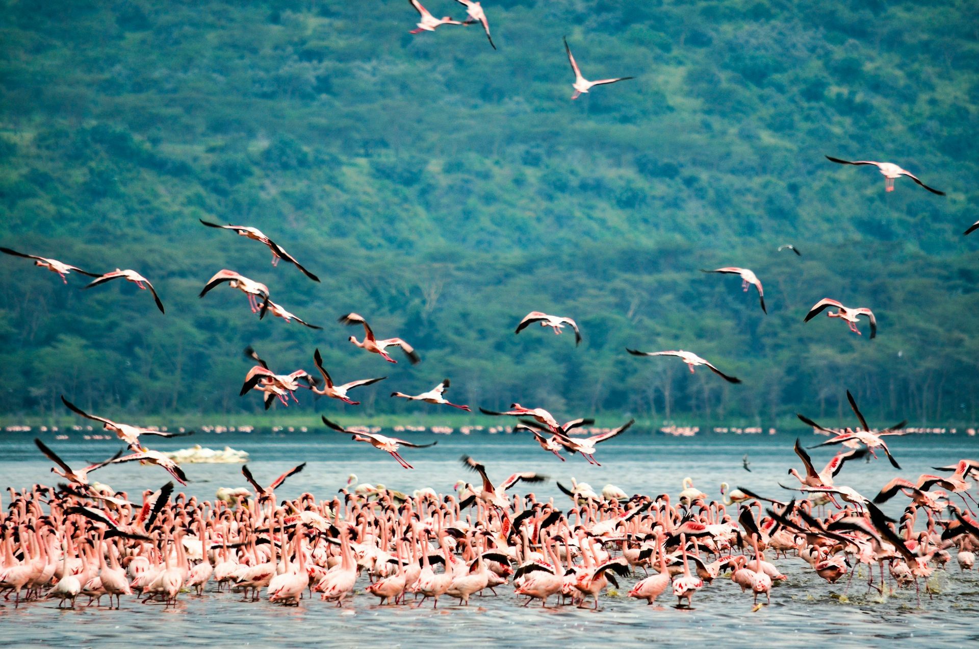 Flock of flamingos taking flight over Lake Nakuru, with a mountain range in the background in Kenya.
