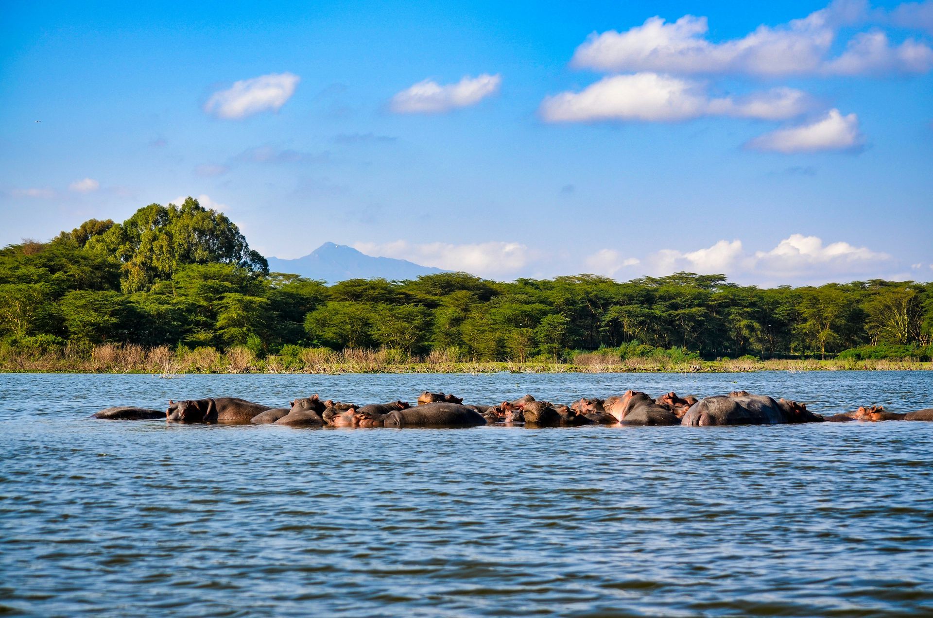 Hippos in Lake Nakuru, partially submerged, with green trees and mountains in the background in Kenya.
