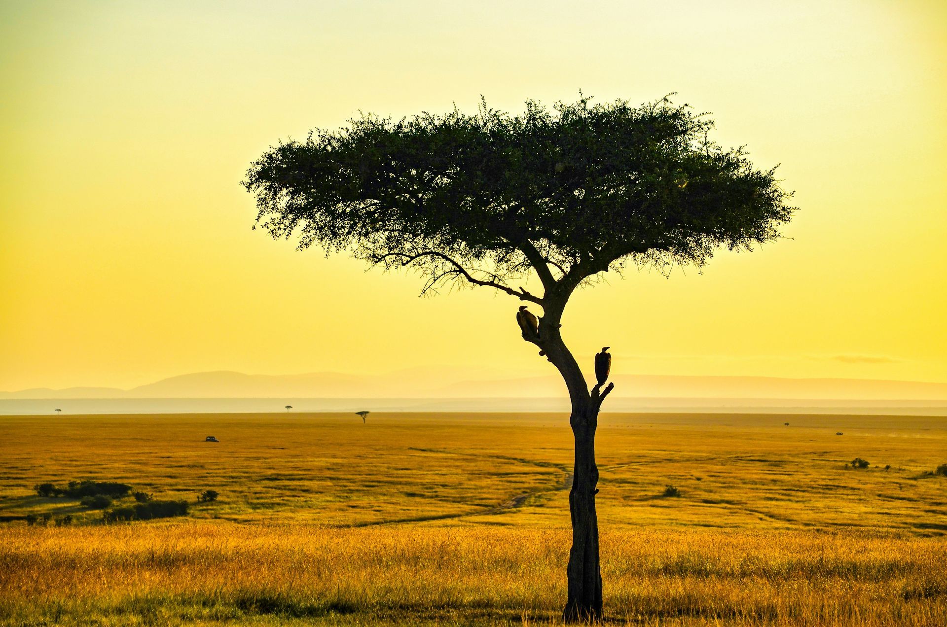 Tree in savanna at sunset, two birds perched on a branch, yellow sky and grass in Maasai Mara National Reserve, Kenya.