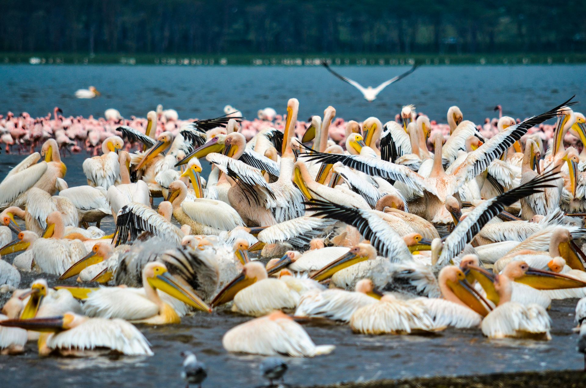 White pelicans in Lake Nakuru, wings spread, with pink flamingos in background, in Kenya.