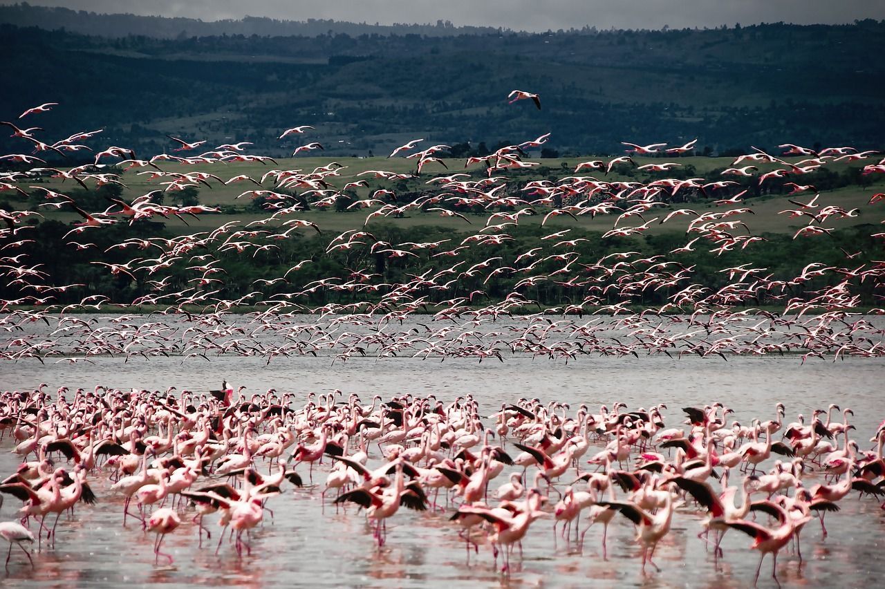 A large flock of flamingos are standing in the water in Lake Nakuru National Park in Africa.