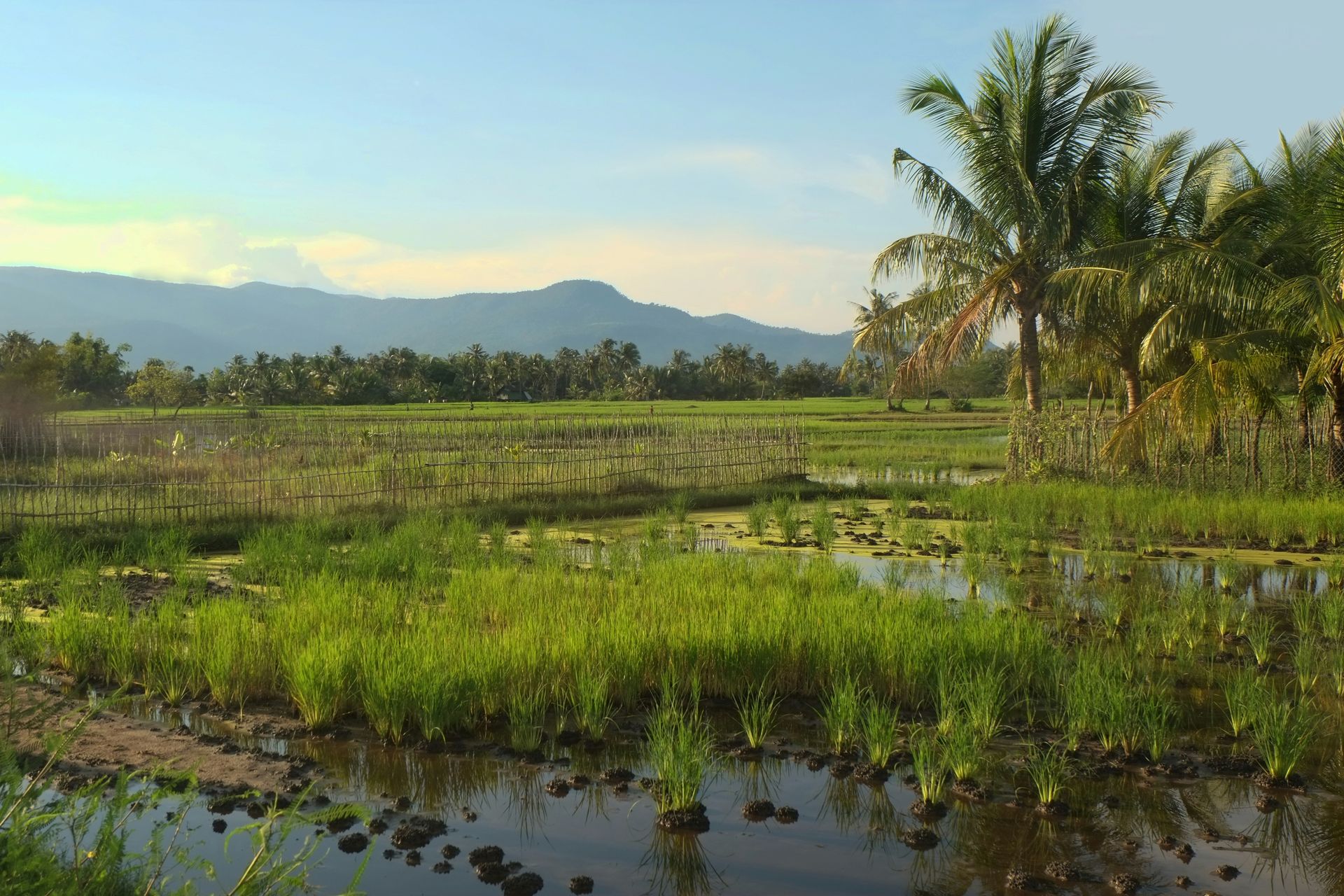 Green marshy field with palm trees, mountains in the background, in Kampot, Cambodia.