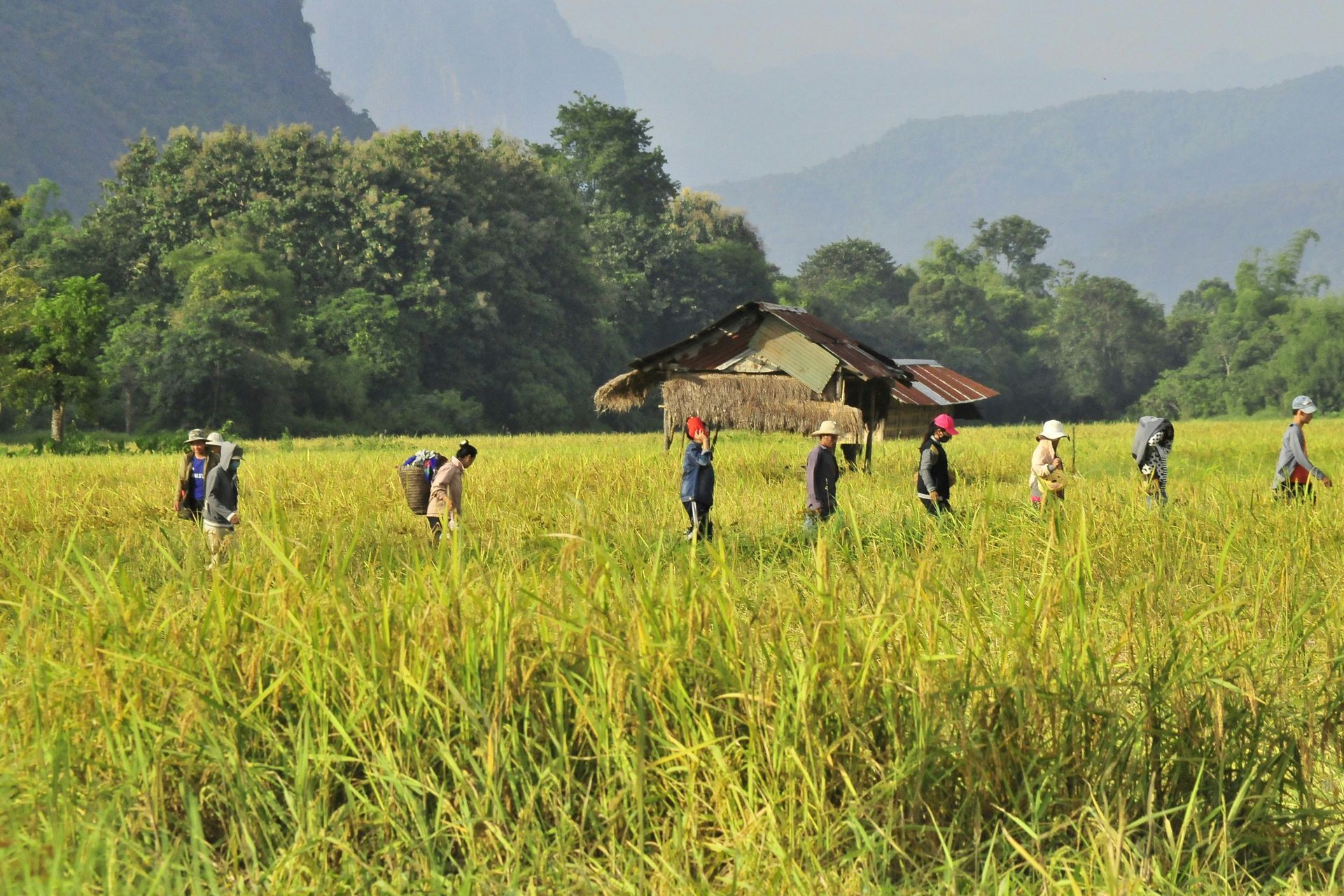 People harvesting rice in a golden field, with a hut and mountains in the background in Laos.