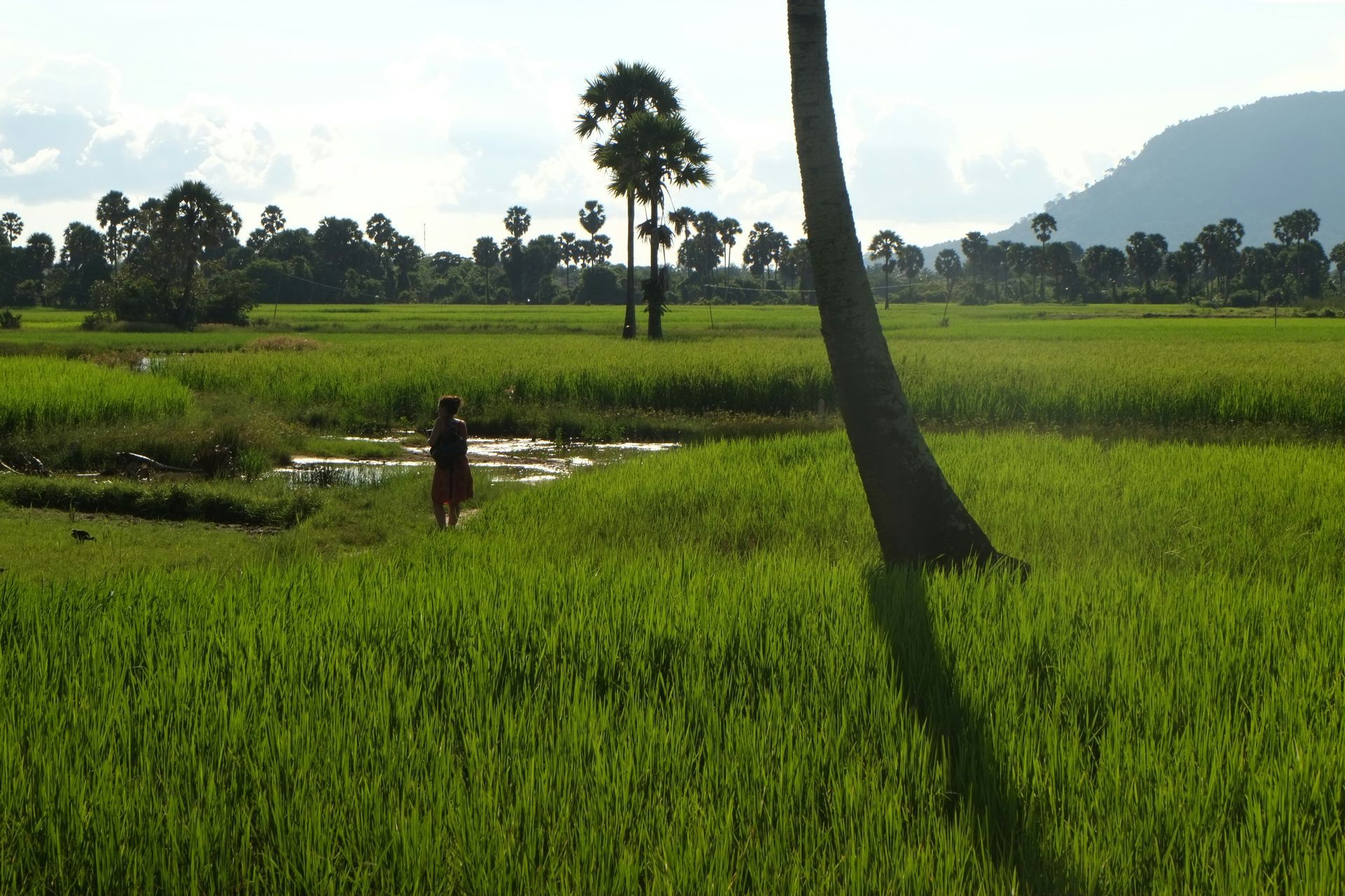 Person walking in a lush, green rice field, with a leaning palm tree and distant hills in Kampot, Cambodia.