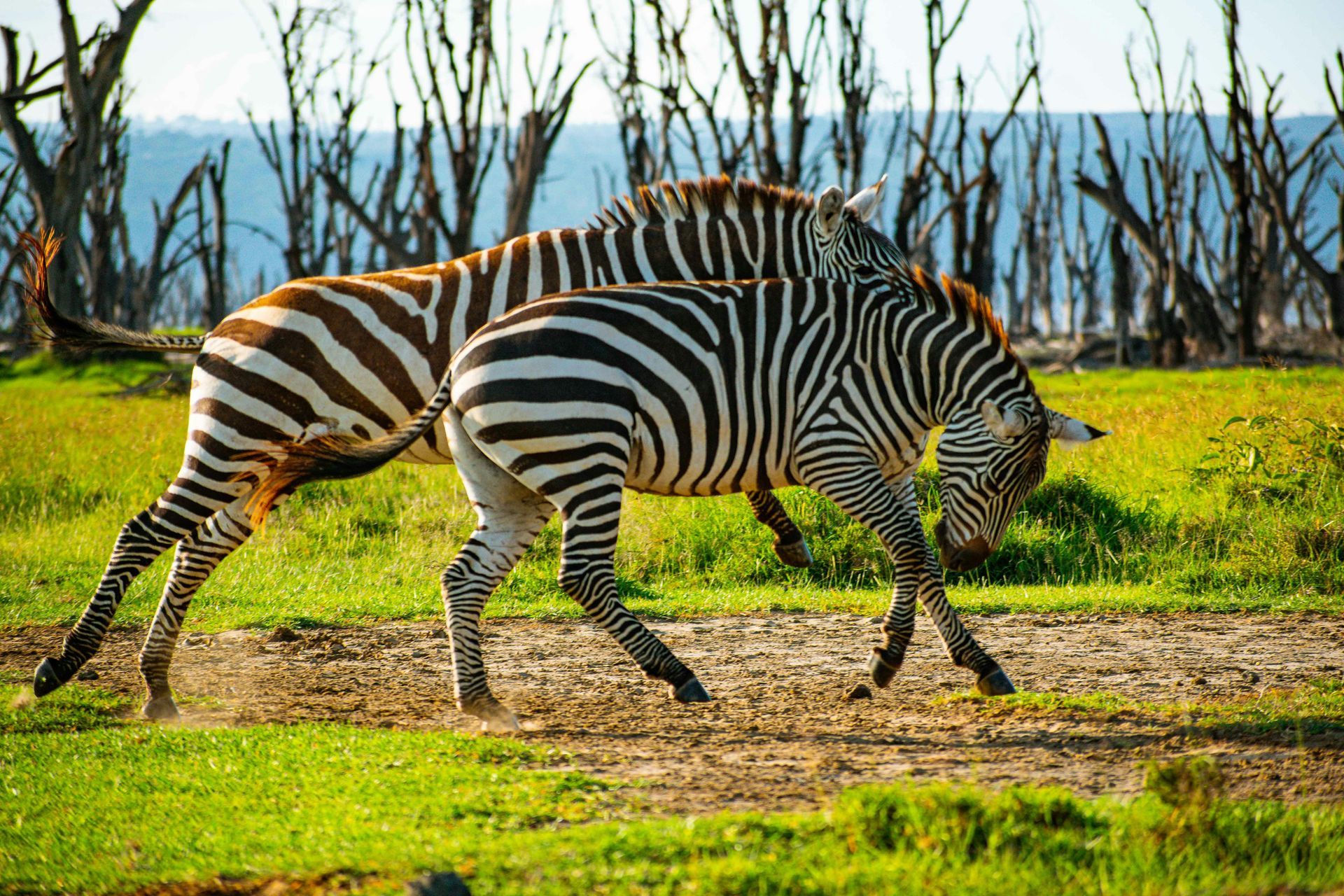Two zebras sparring in a grassy field, one with head down, brown and black stripes in Lake Nakuru National Park, Kenya.
