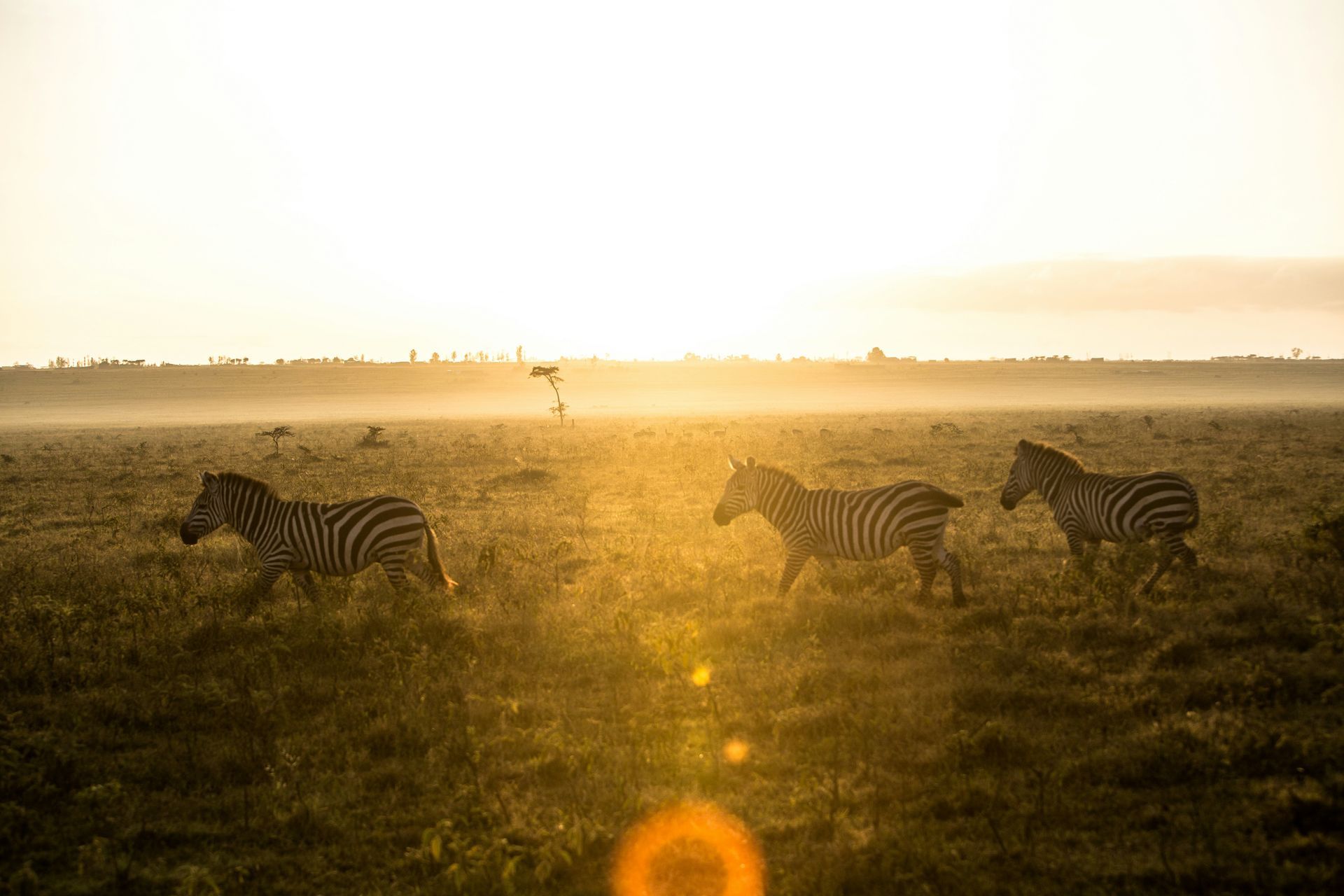 Three zebras running across a grassy plain at sunrise in Lake Nakuru National Park, Kenya.