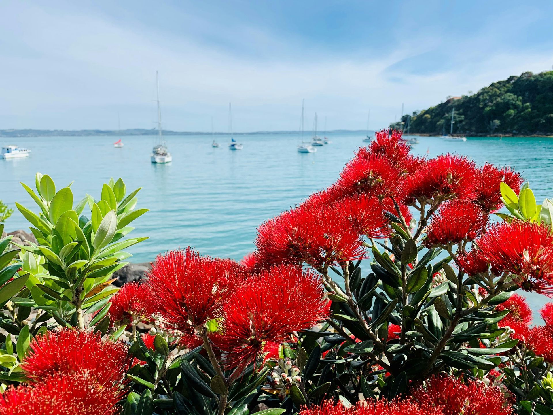 A bunch of red flowers are in front of a body of water on Waiheke Island, New Zealand.