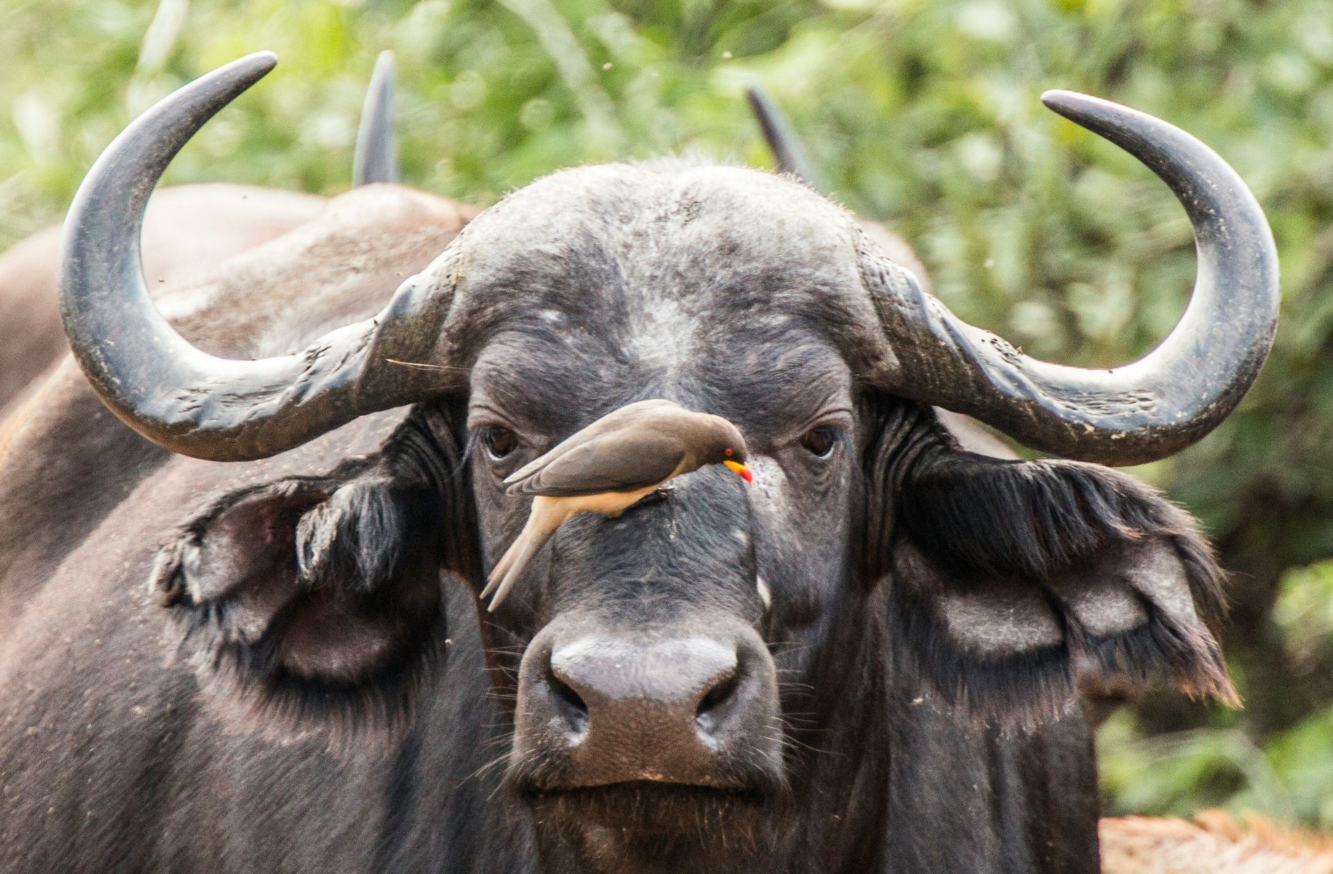 African buffalo with bird perched on its nose in Kruger National Park, South Africa.