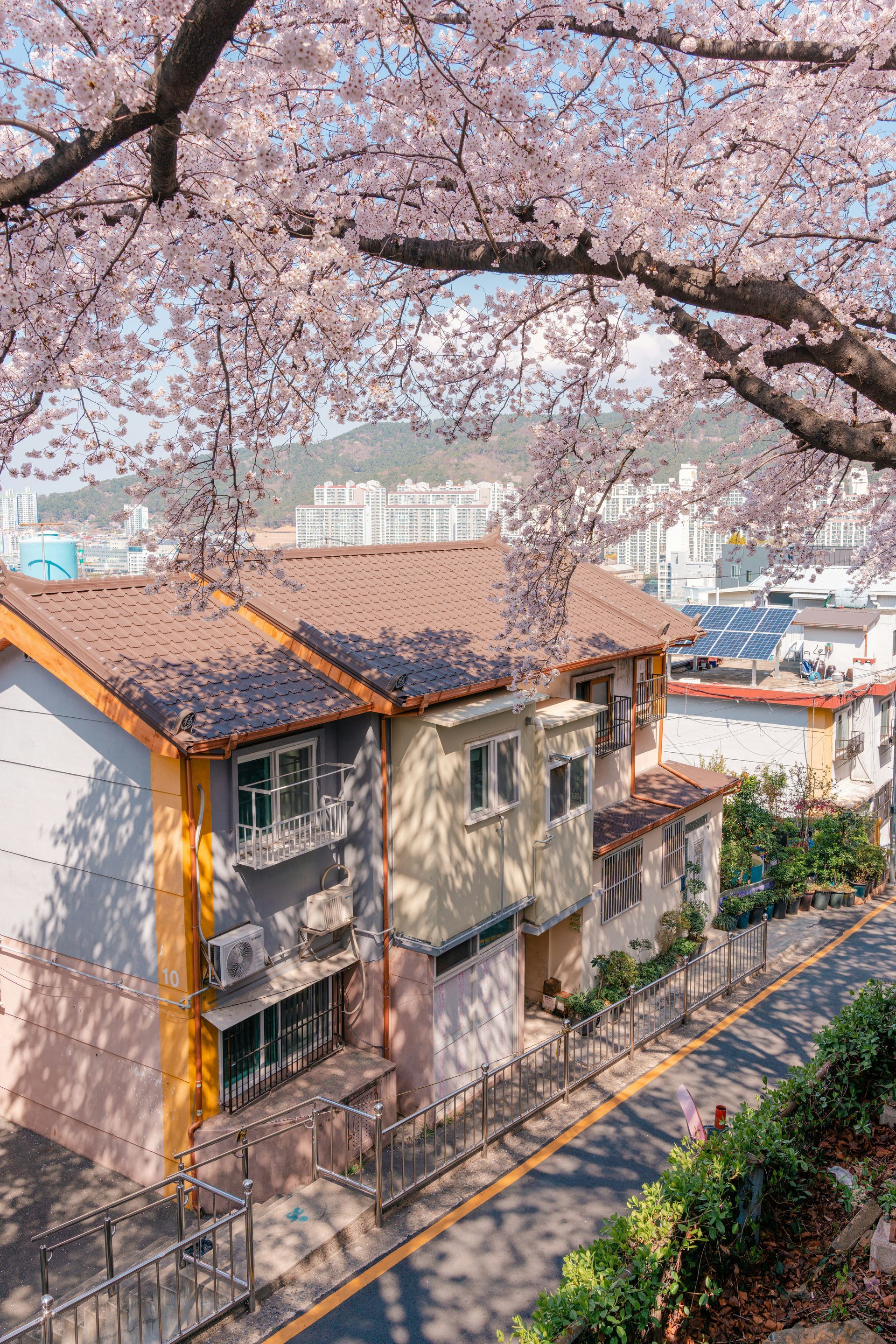 Houses on a hillside street, cherry blossoms overhead in Busan, South Korea. The buildings are colorful.