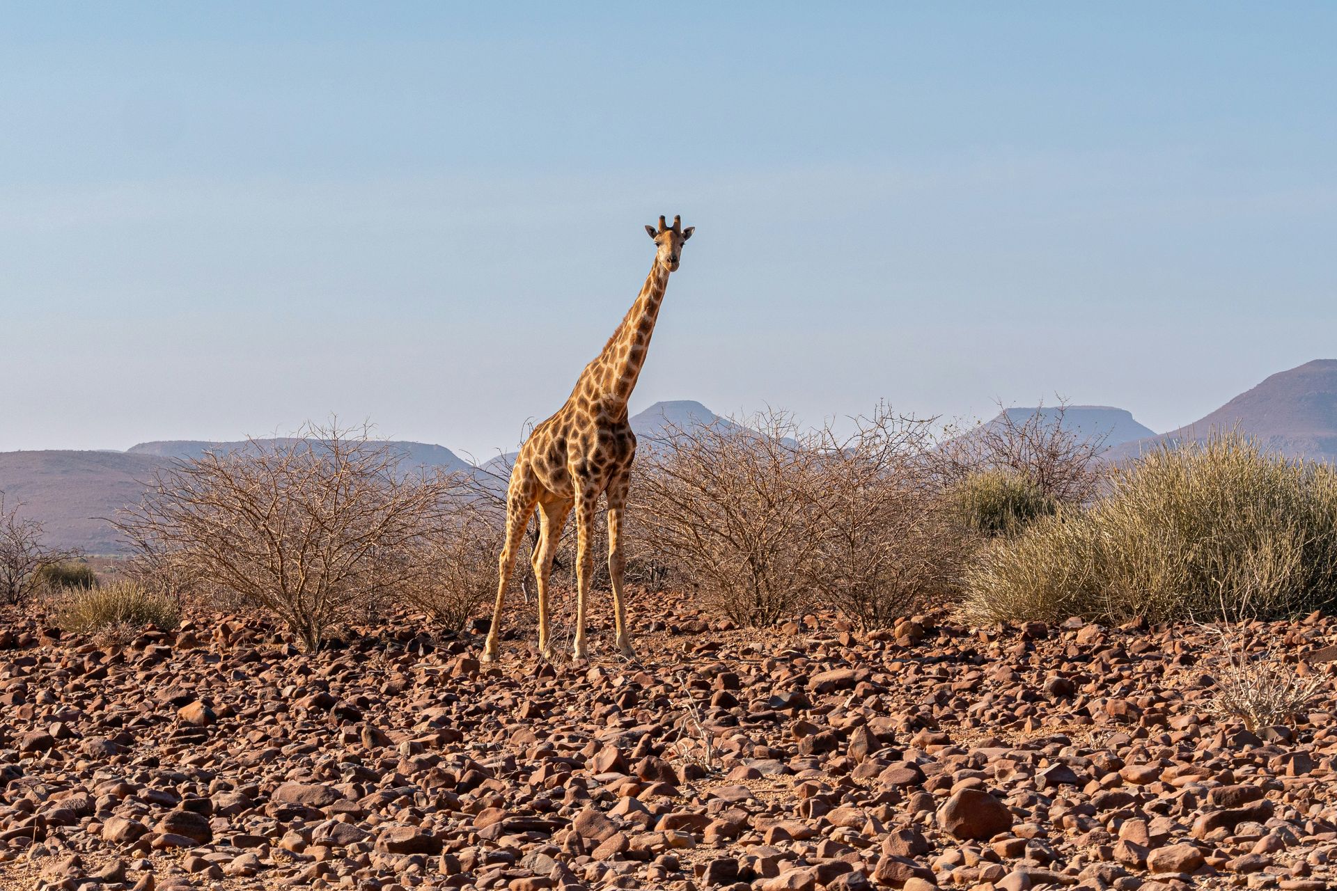 Giraffe standing tall in a rocky desert landscape, with mountains in the background in Damaraland, Namibia.