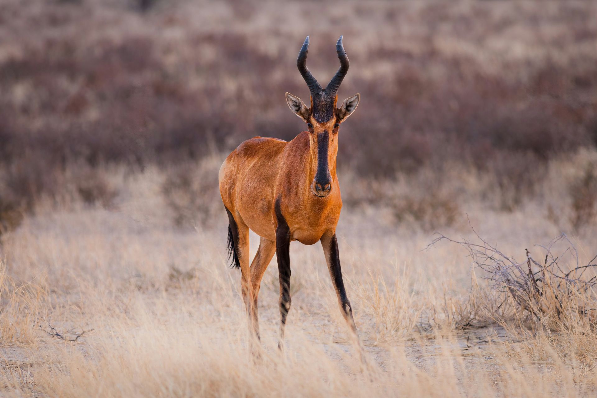 Red hartebeest stands in a grassy field, with curved horns and black legs at Kgalagadi Transfrontier, Botswana.
