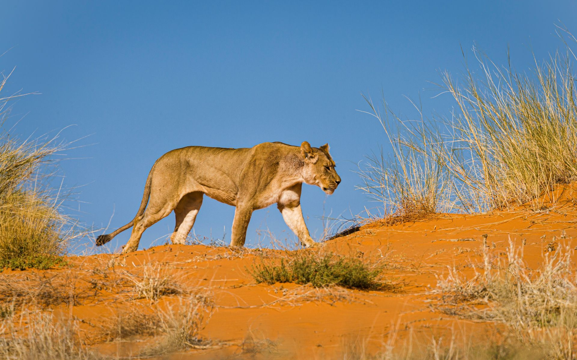 Lioness walking across a red sand dune at Kgalagadi Transfrontier, Botswana.