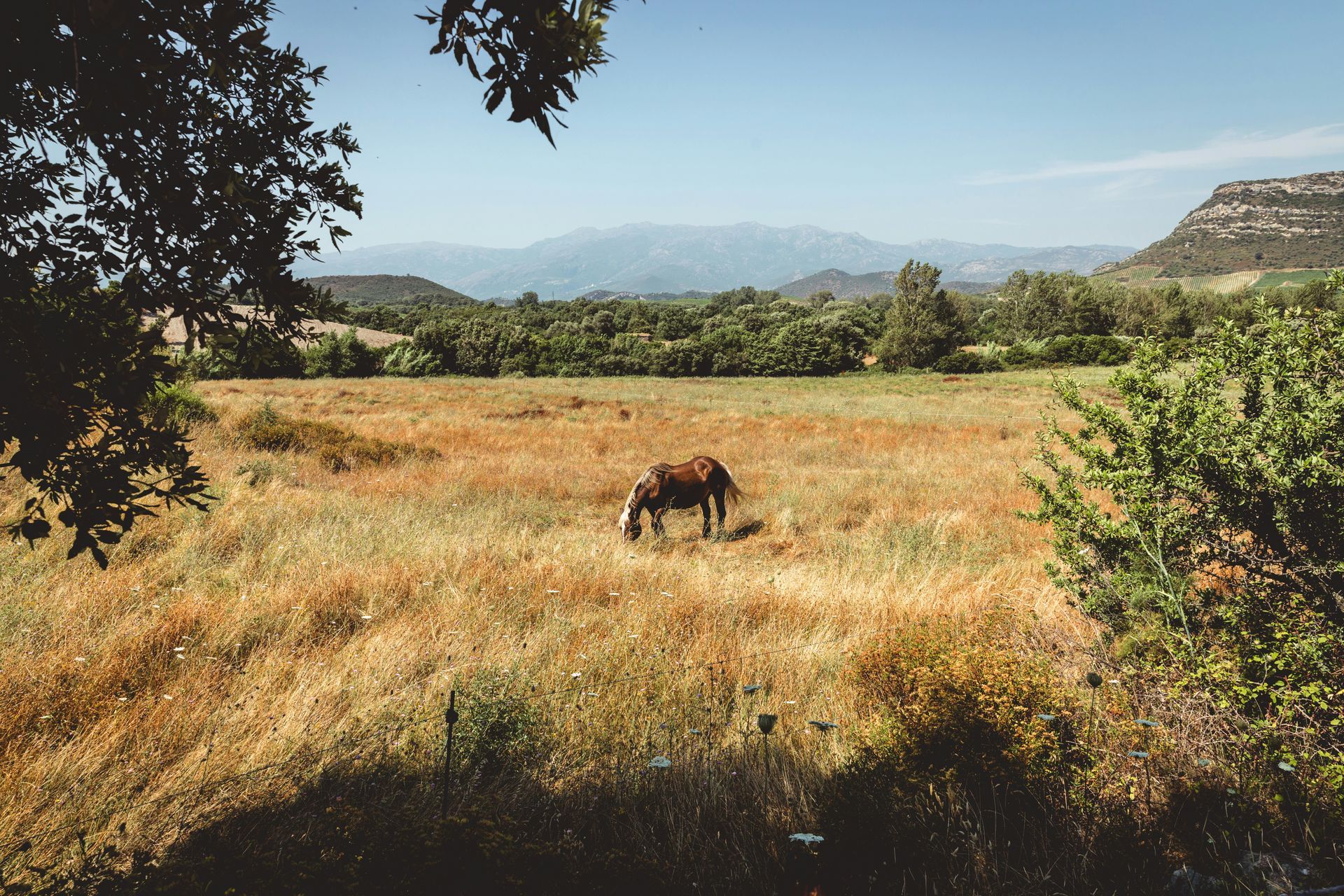 A horse is grazing in a field with mountains in the background in Corsica, France.