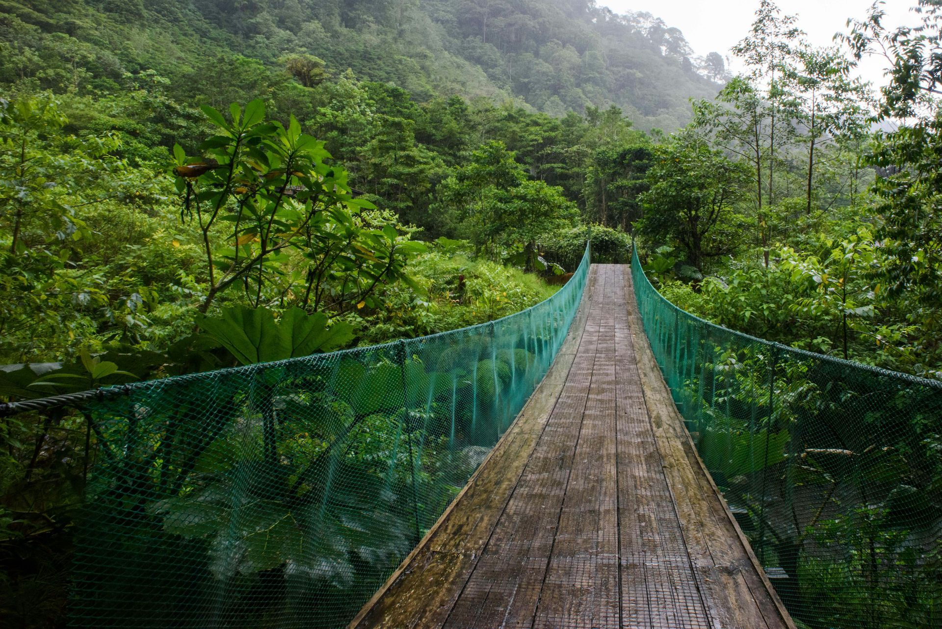 Wooden suspension bridge in a lush rainforest, green netting and foliage on either side in the Monteverde Cloud Forest, Costa Rica.