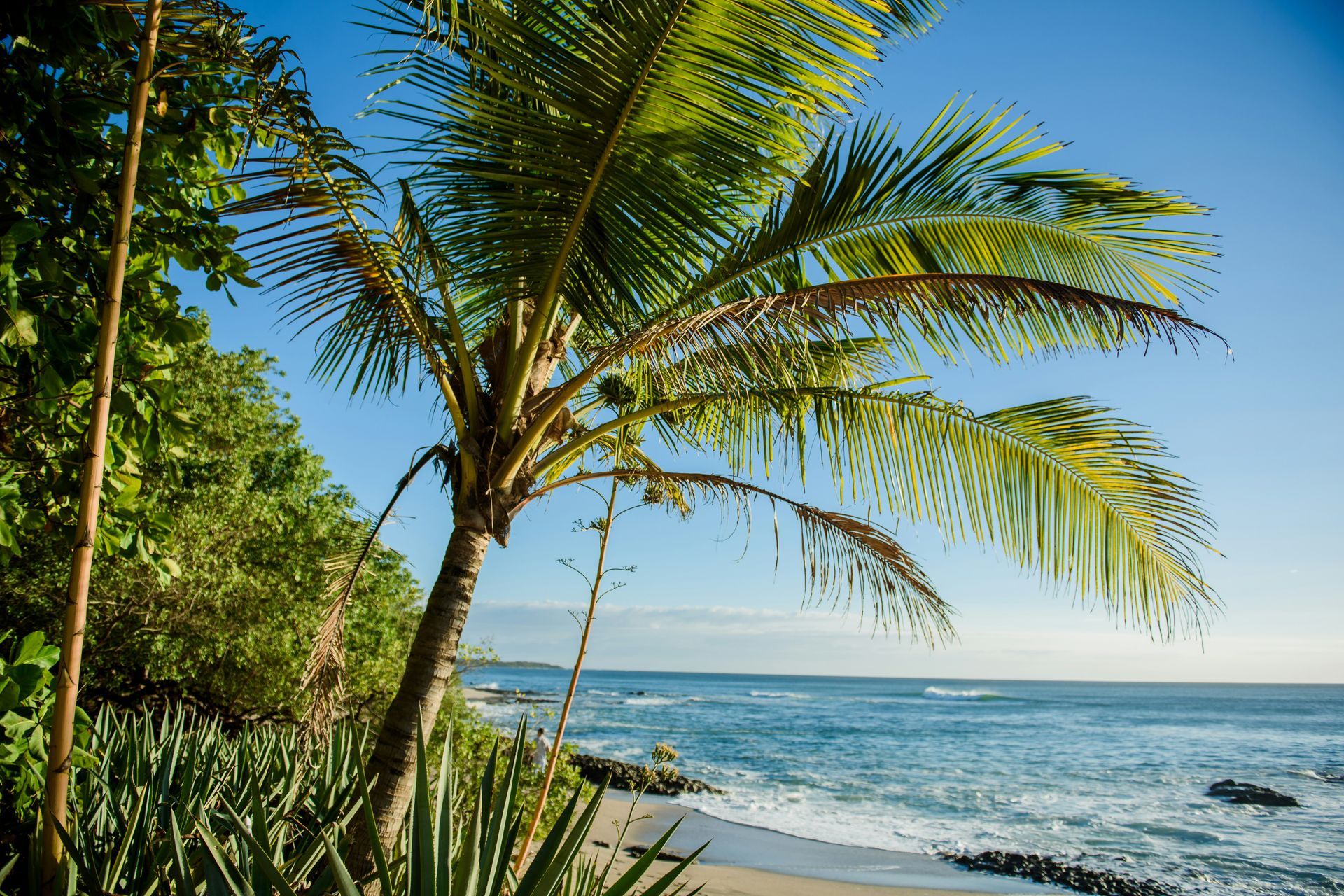 Palm tree with green fronds on a beach with blue ocean and sky. Lush vegetation in the foreground in Tamarindo, Costa Rica.