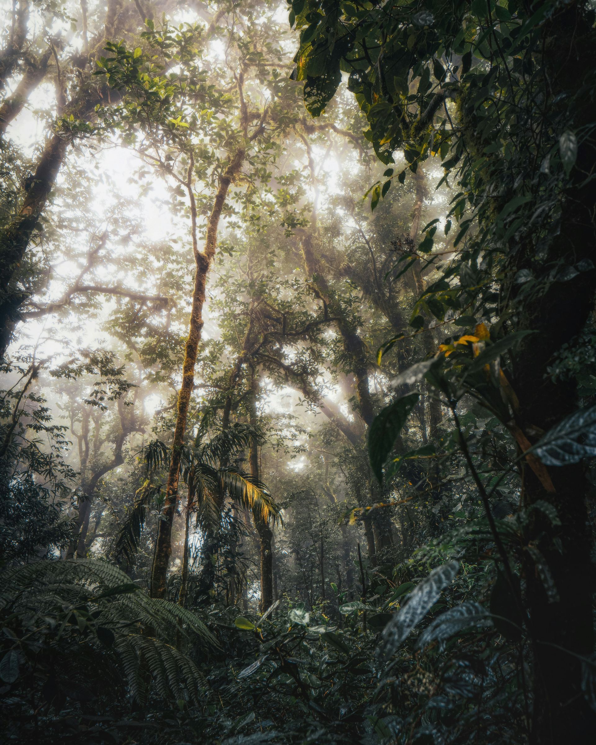 Foggy forest scene with light breaking through the canopy in the Monteverde Cloud Forest, Costa Rica.