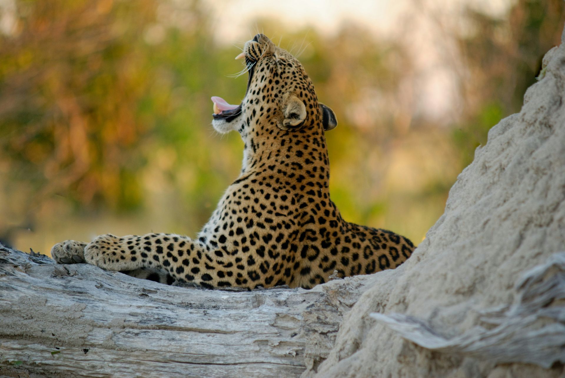 Leopard yawning widely, resting on a log at the Okavango Delta, Botswana.