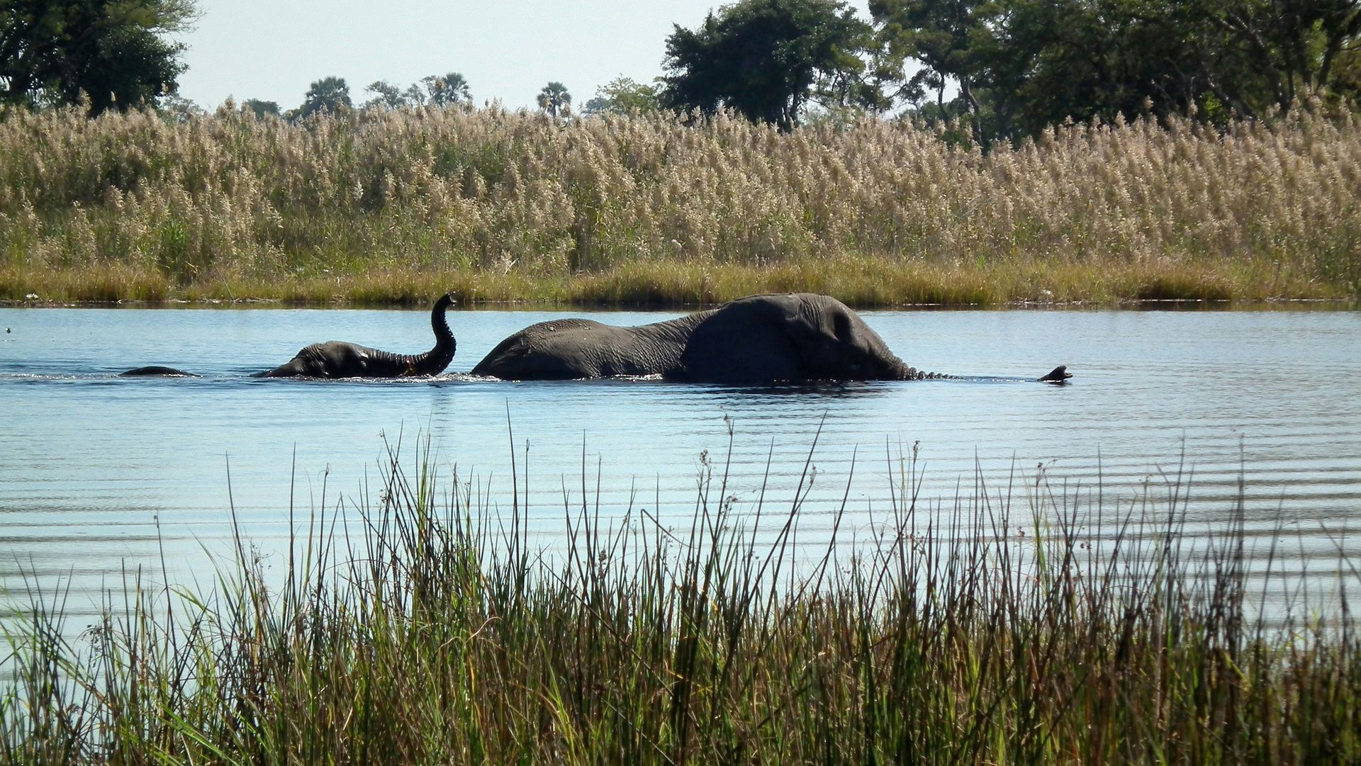Elephant and calf swimming in water, reeds in foreground and background at the Okavango Delta, Botswana.