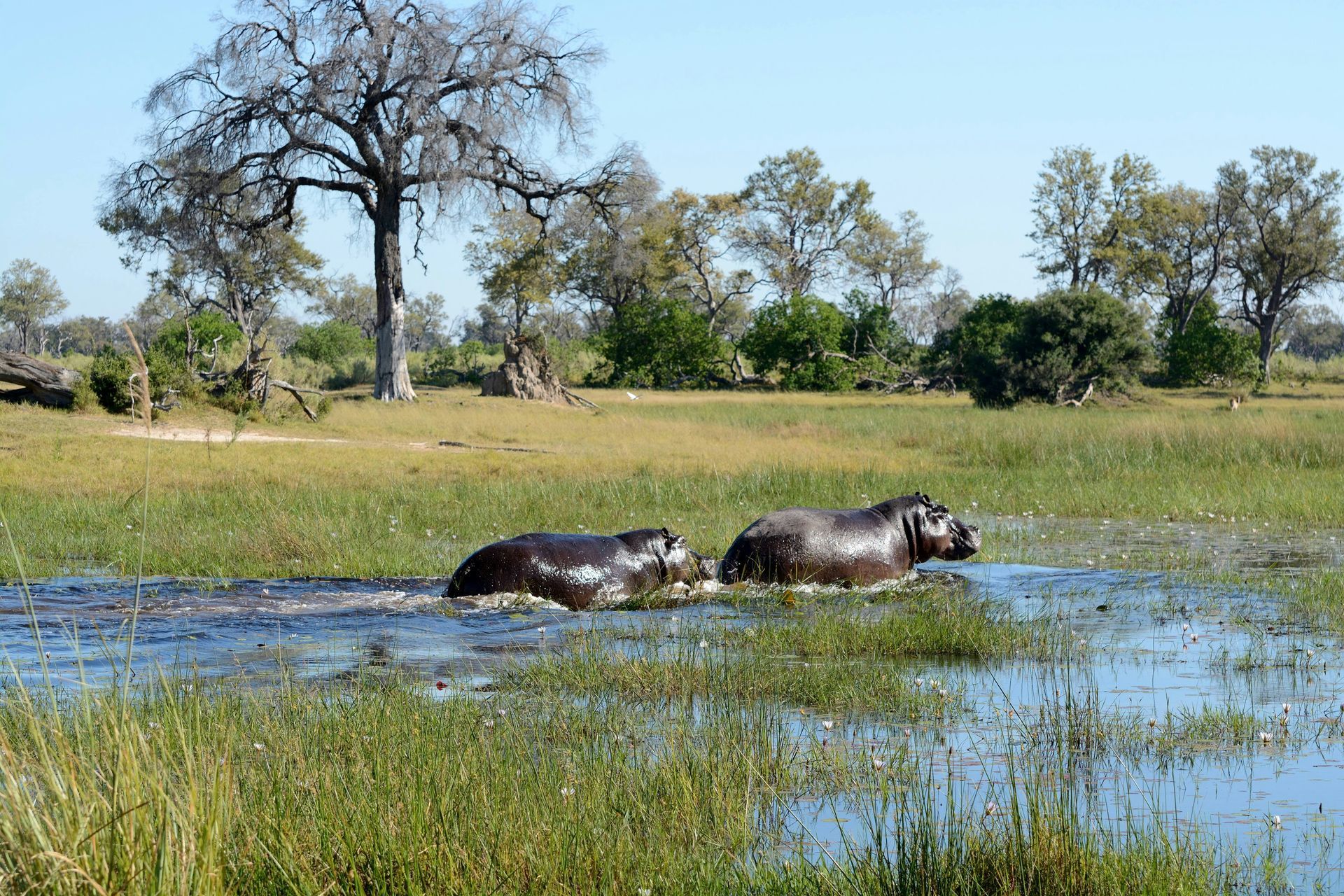 Two hippos wading through shallow water in a grassy wetland at the Okavango Delta, Botswana.