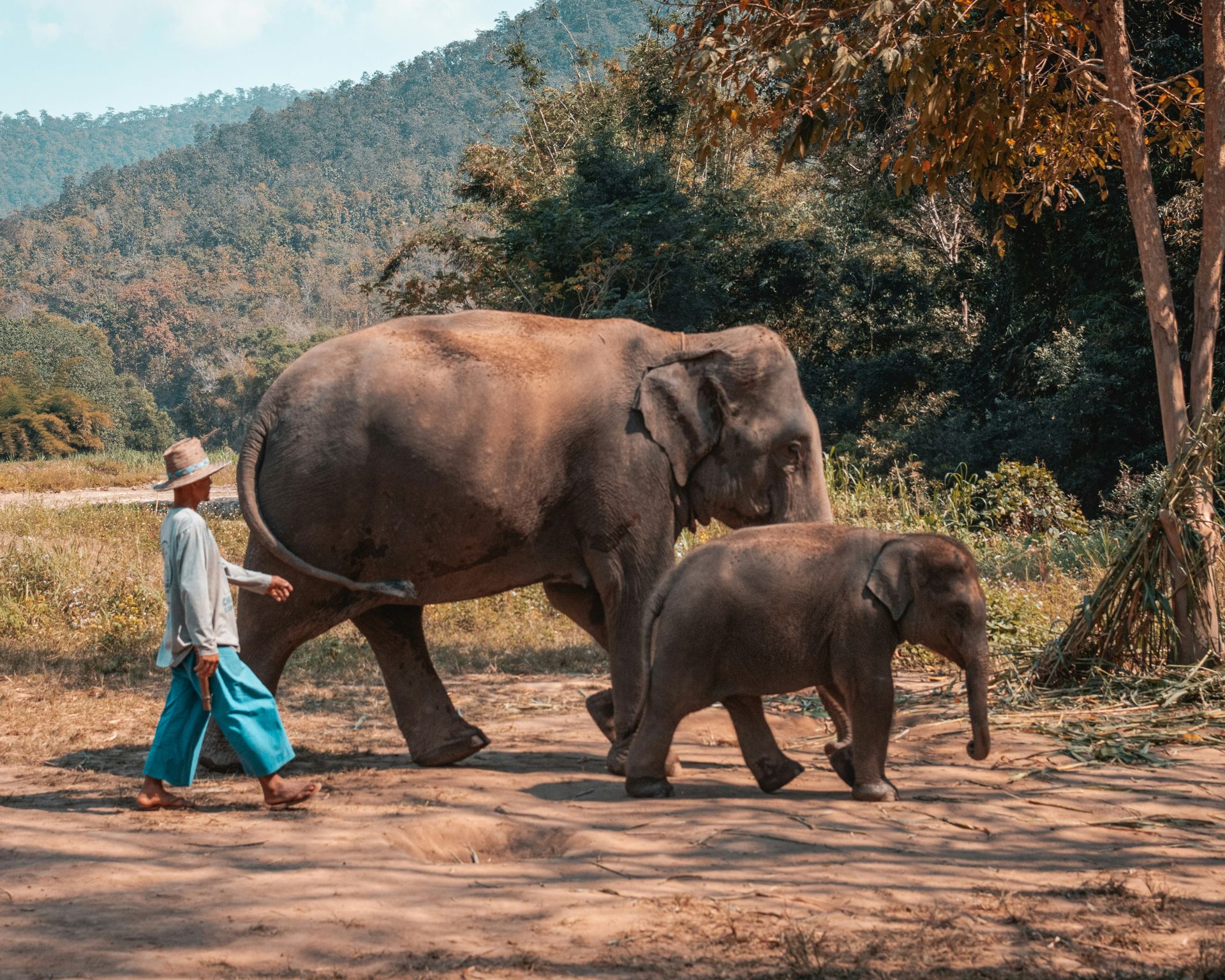 A man is walking with an elephant and a baby elephant in Chiang Mai, Thailand.