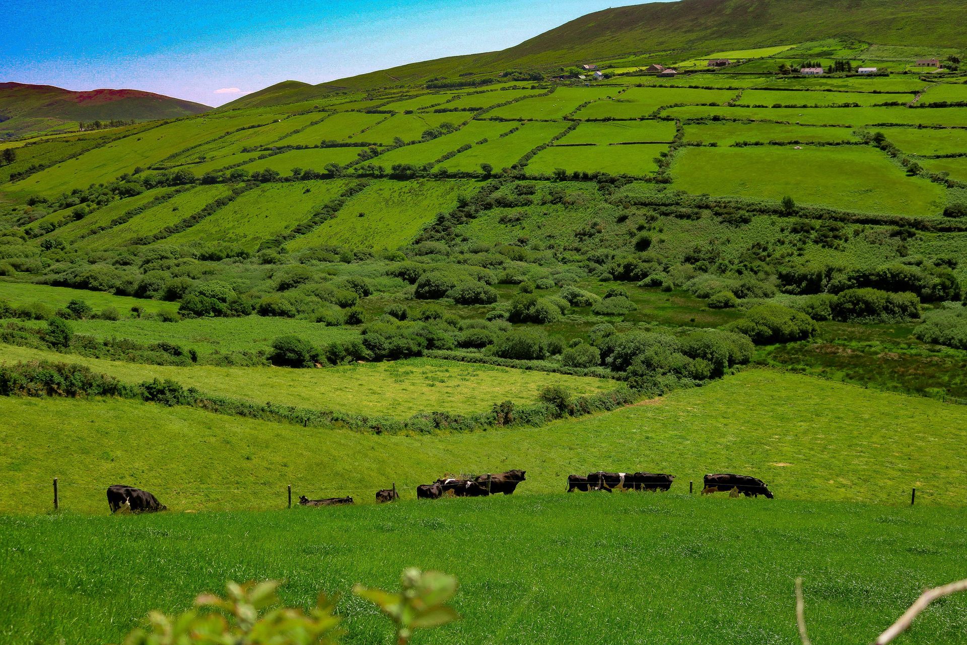 Green hills with terraced fields, cows grazing, and a bright blue sky on the Dingle Peninsula, Ireland.