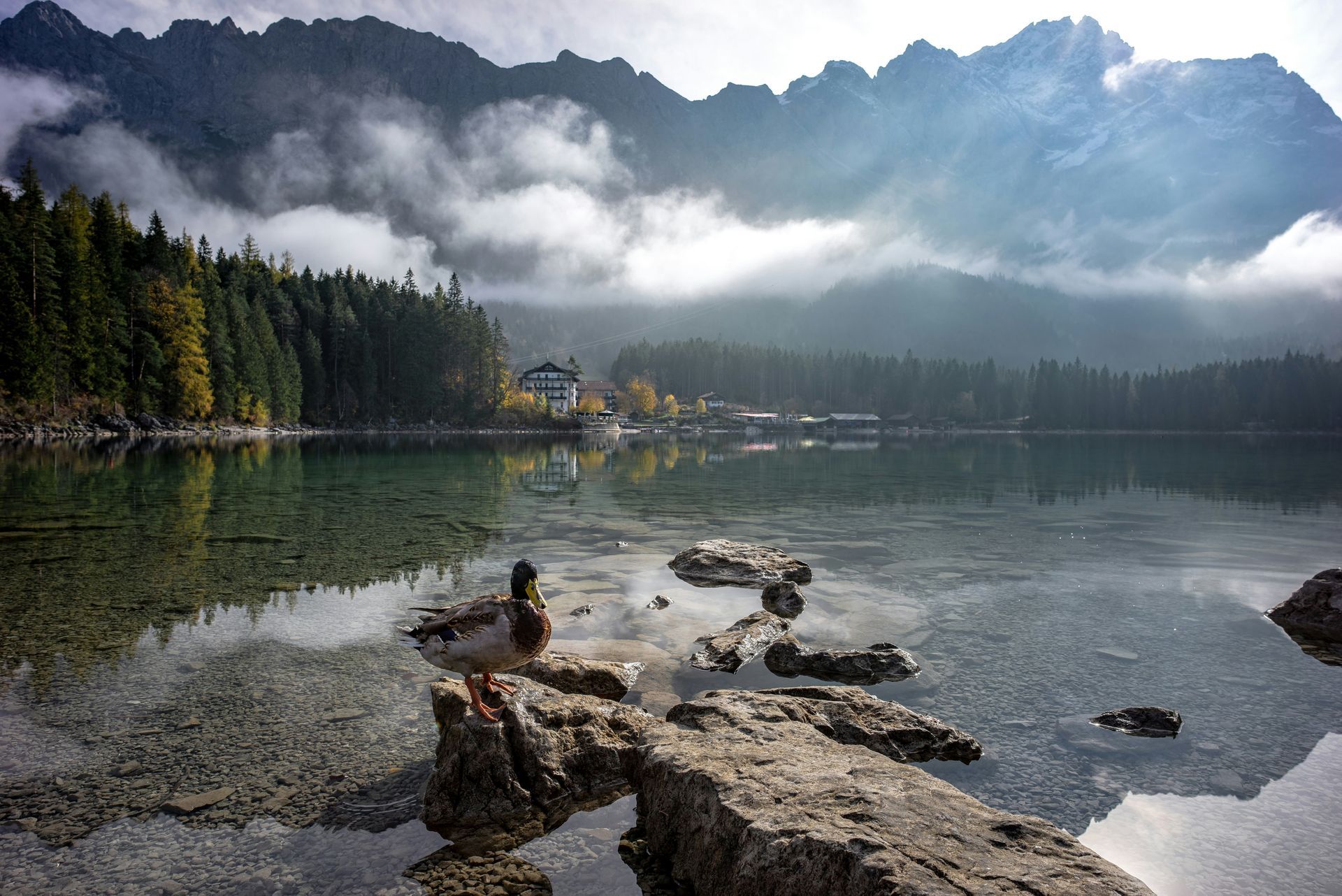 Duck on a rock at Lake Eibsee with mountains, trees, and a building, misty day in Bavaria, Germany. 