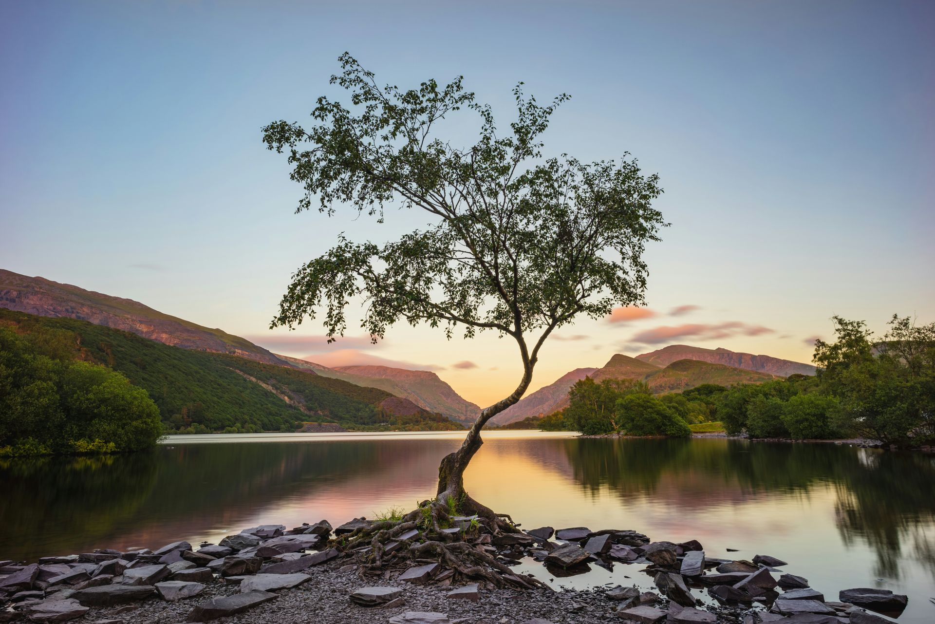A lone tree on a small island in a lake, mountains and sunset in the background in Snowdonia, Wales.