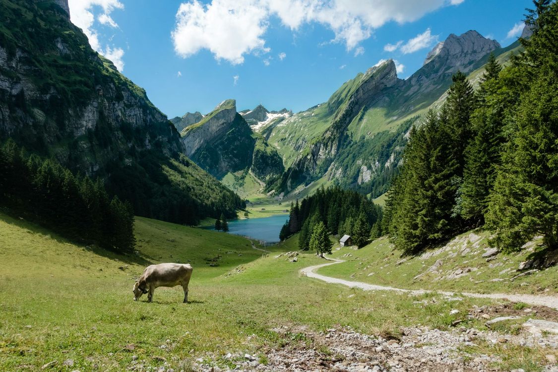 A cow is grazing in a field with mountains in the background