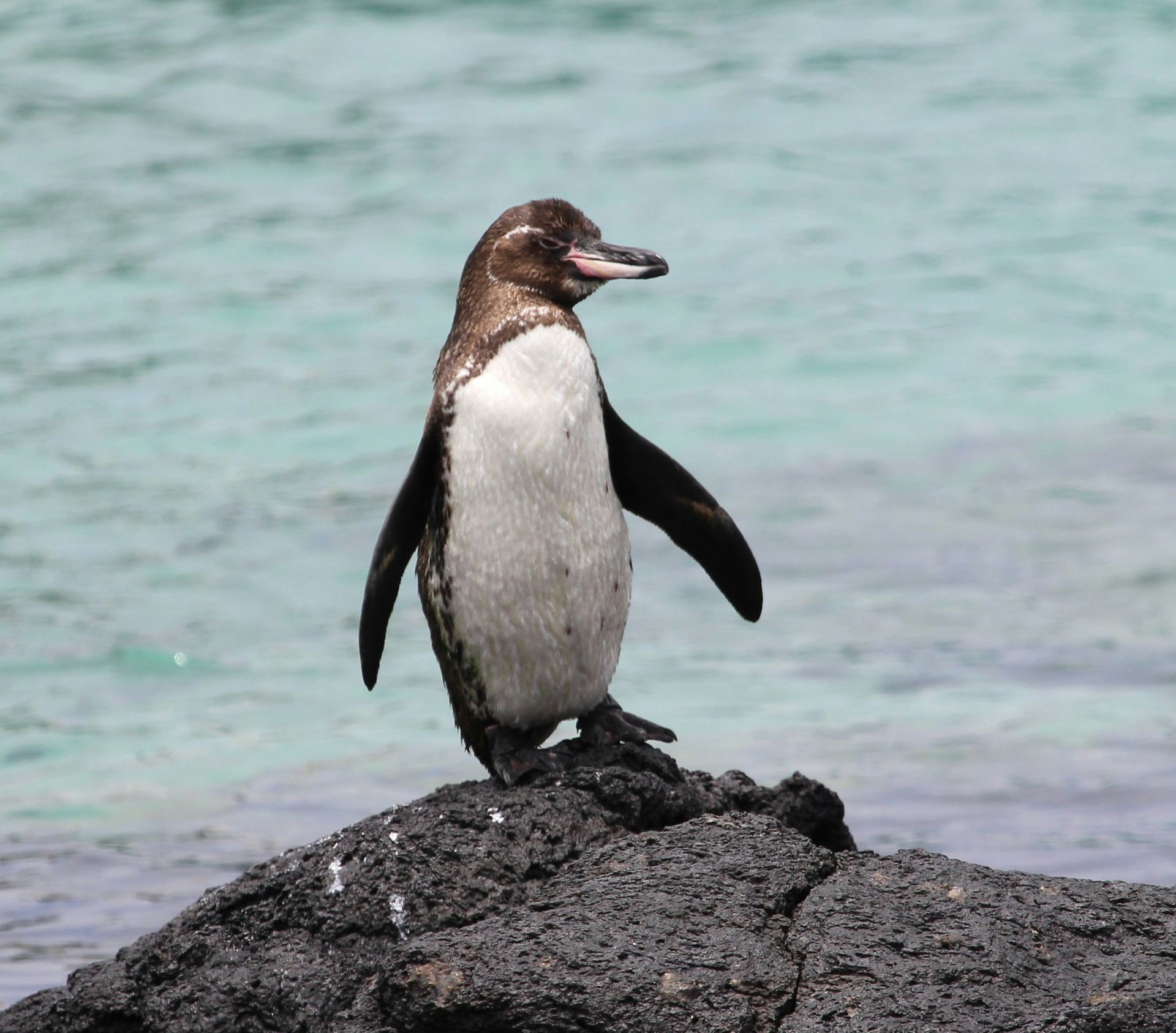 Penguin standing on a dark rock near turquoise water in the Galápagos, Ecuador.