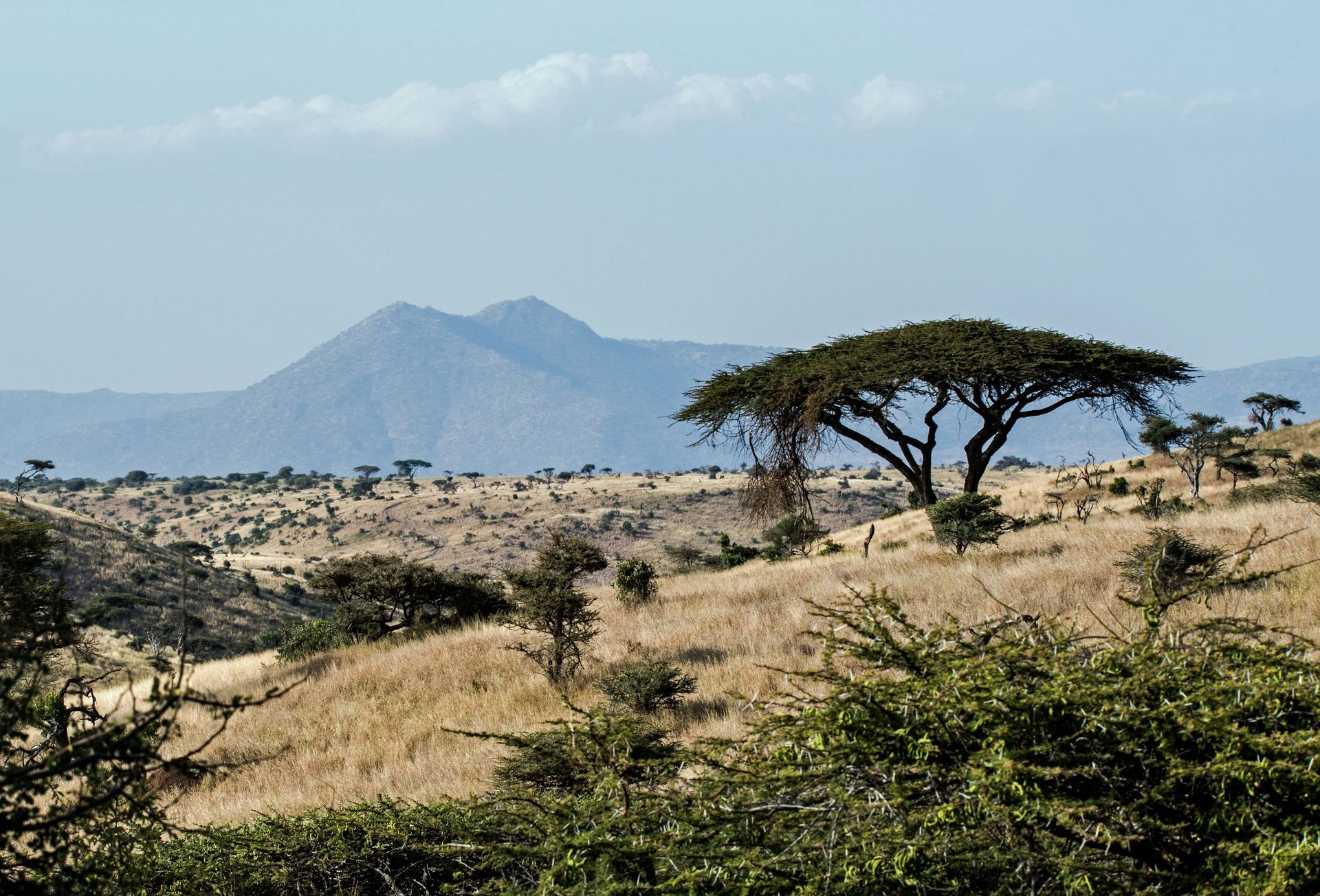 Savanna landscape with acacia tree, dry grass, Mount Kenya in the distance, and blue sky.
