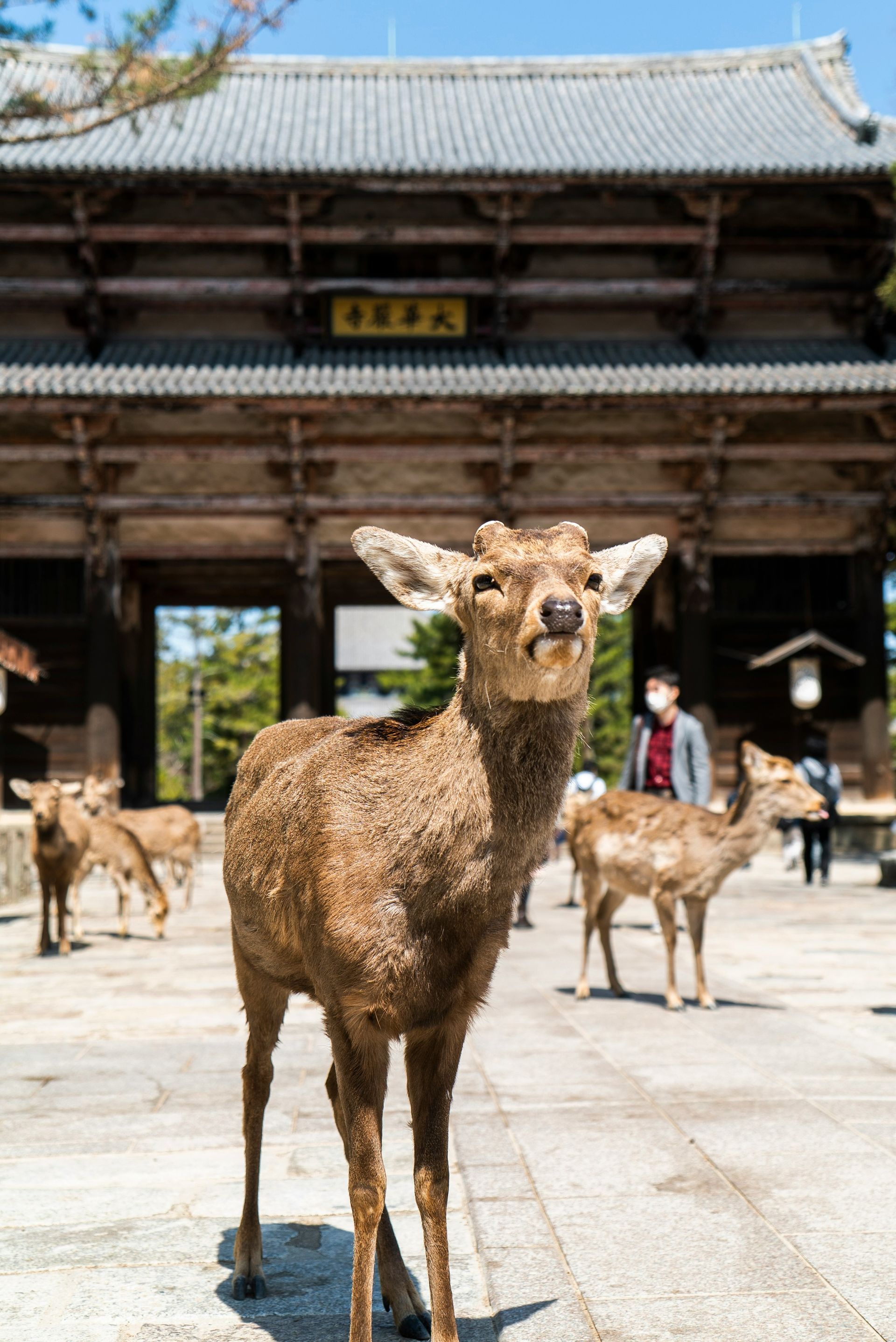 Deer in front of an ancient wooden temple gate on a sunny day in Nara, Japan.
