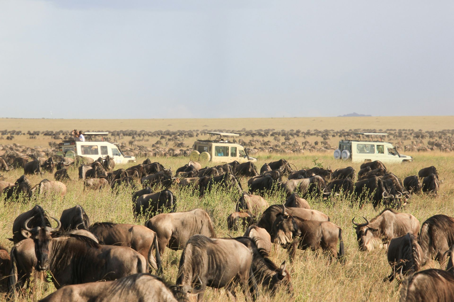 A herd of wildebeest grazing in a field with vehicles in the background in Serengeti, Tanzania.