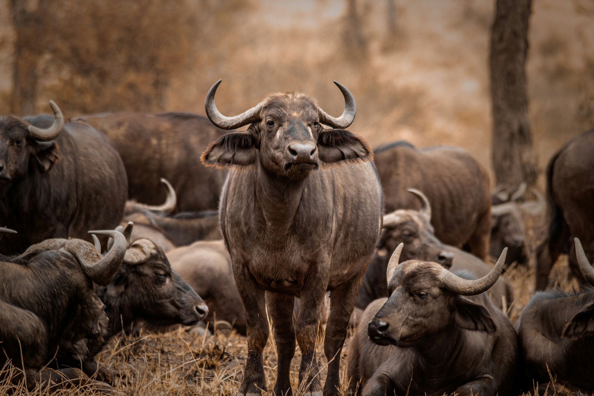 A herd of water buffalo standing in the middle of a field at Lake Manyara National Park, Tanzania